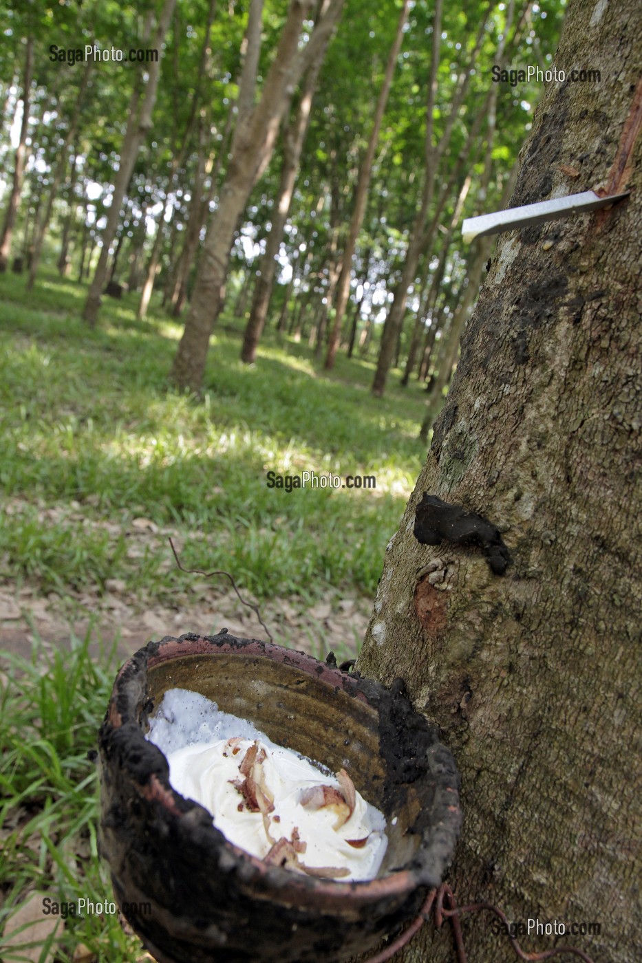 RECOLTE DE LATEX PAR DES SAIGNEES DANS L'ECORCE DE L'HEVEA, PLANTATION D'HEVEAS, THAILANDE, ASIE 