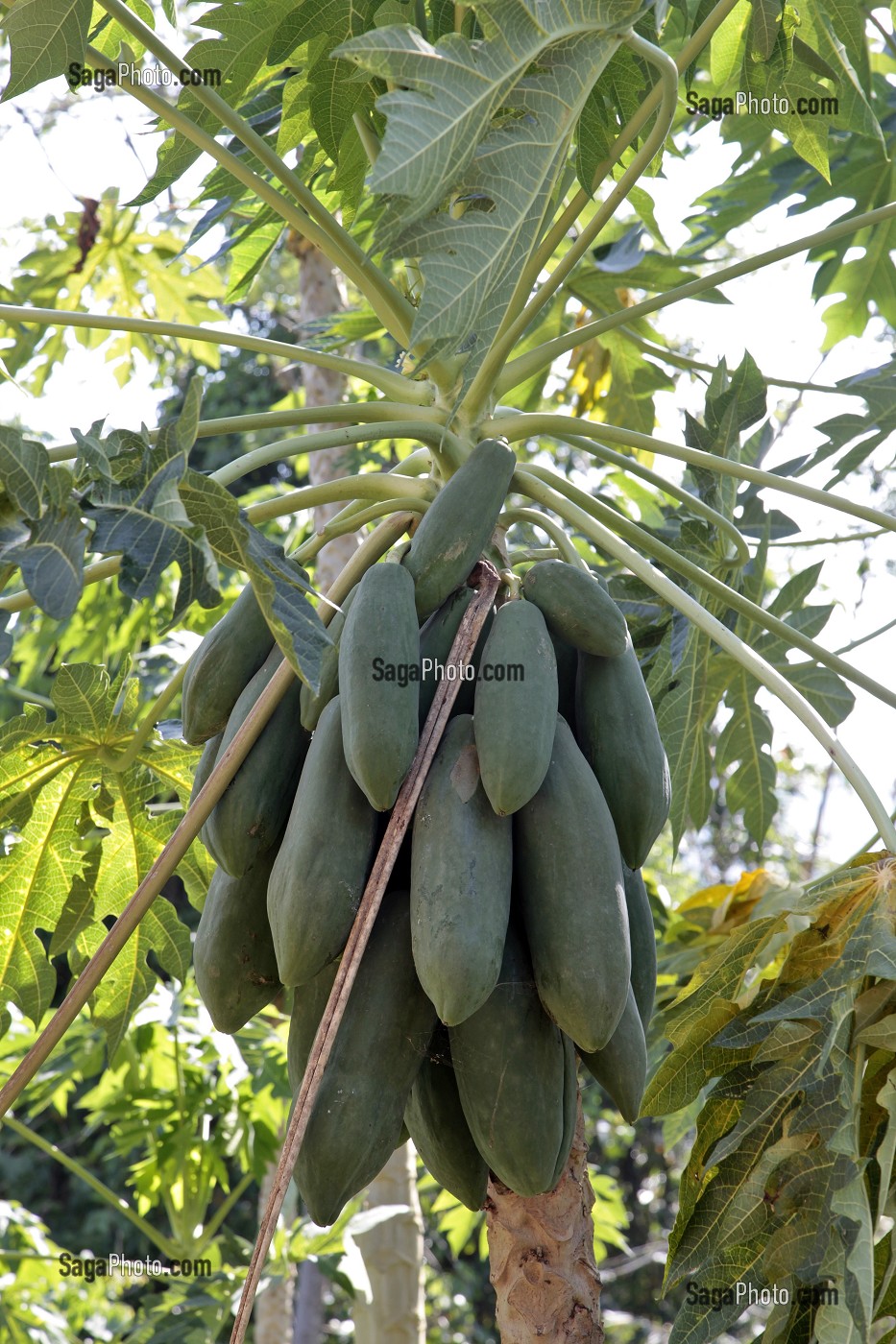 PAPAYER (CARICA PAPAYA), THAILANDE, ASIE 