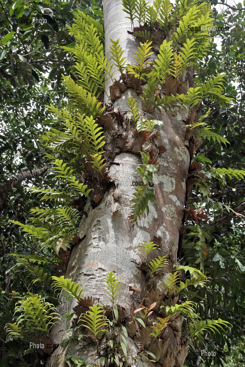 POUSSES DE PALMIER VENANT PARASITER LE TRONC D'UN ARBRE VOISIN, THAILANDE 