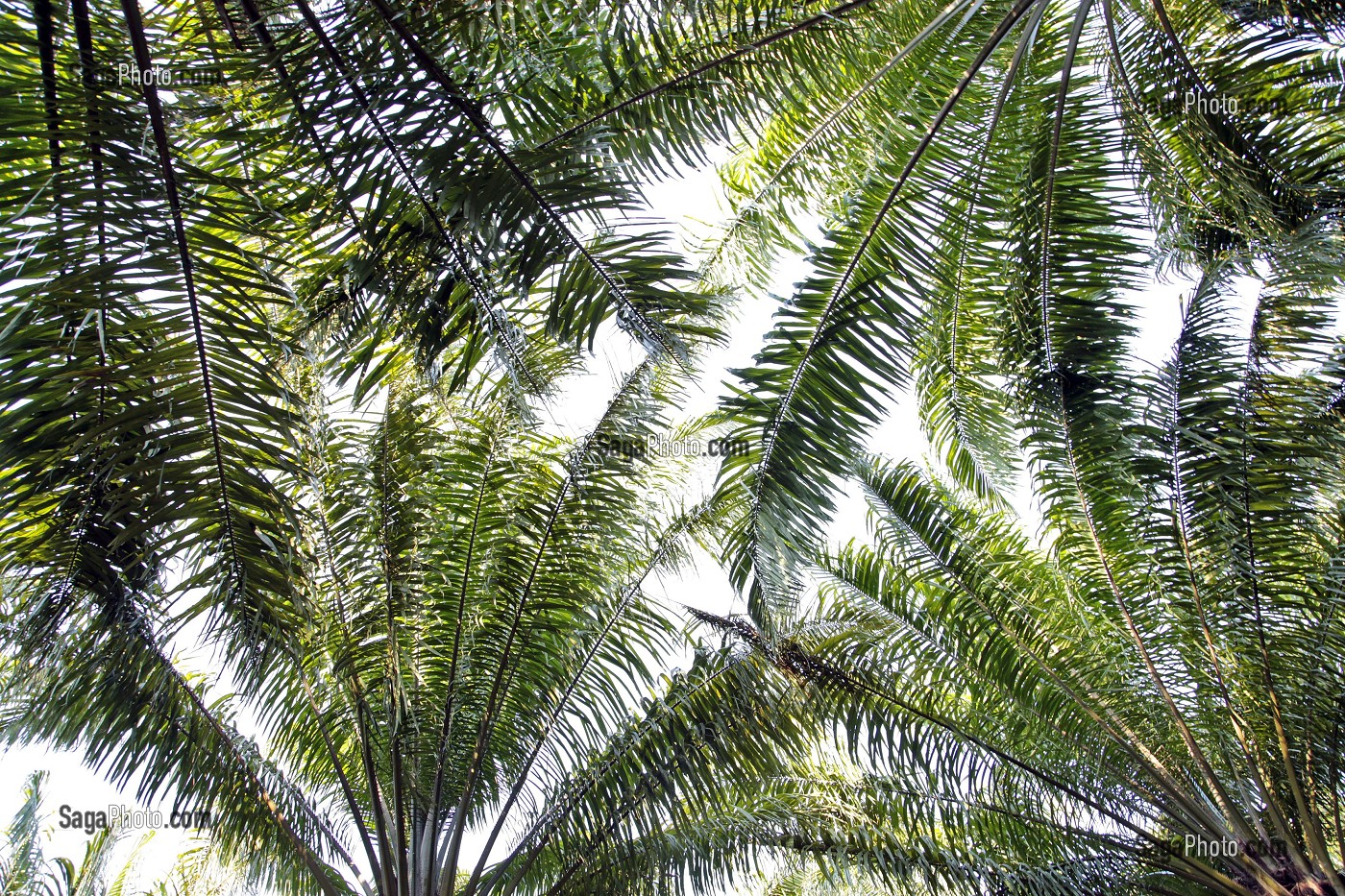 PALMIERS, PALMERAIE, THAILANDE 