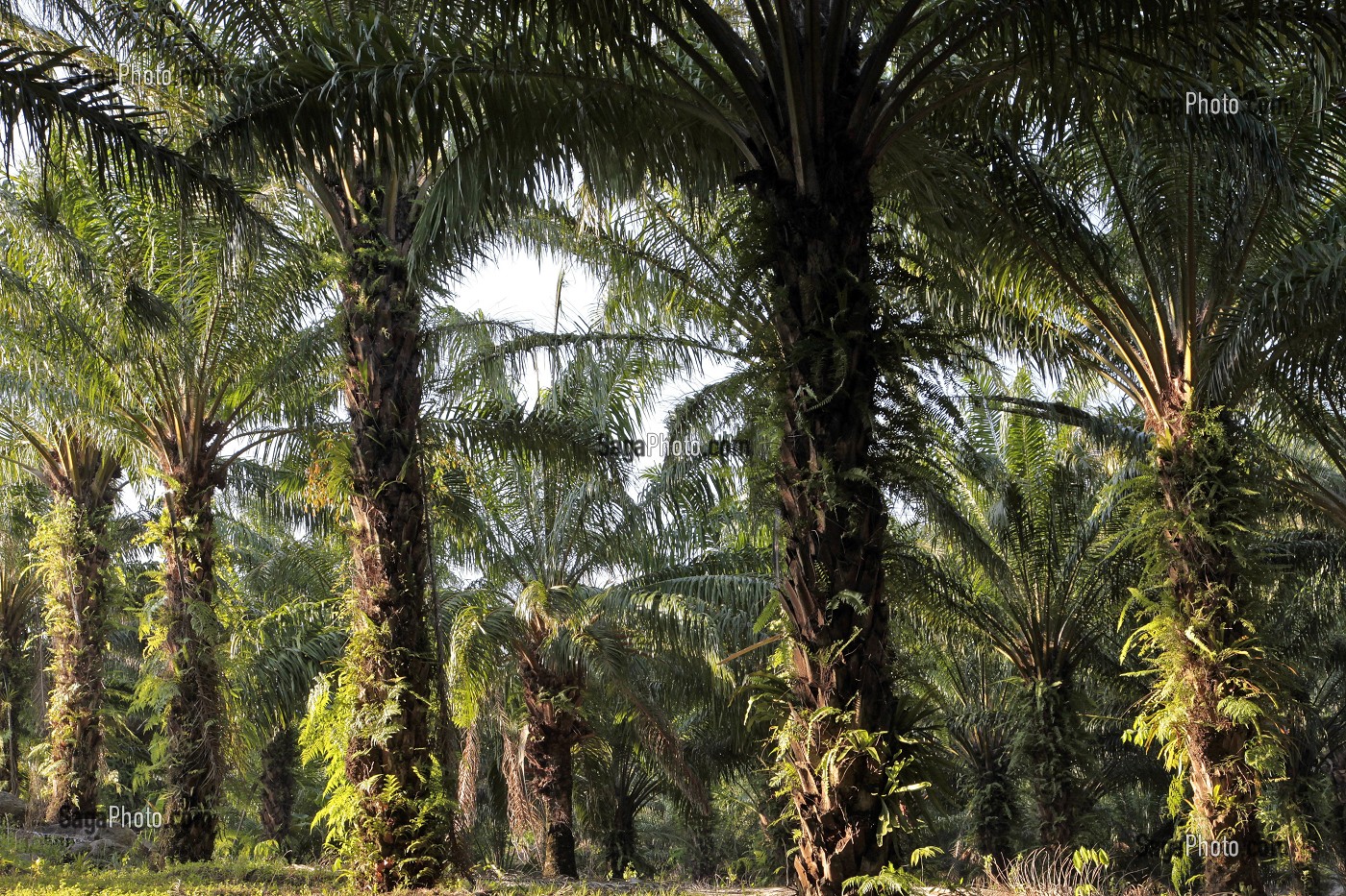 PALMIERS, PALMERAIE, THAILANDE, ASIE 