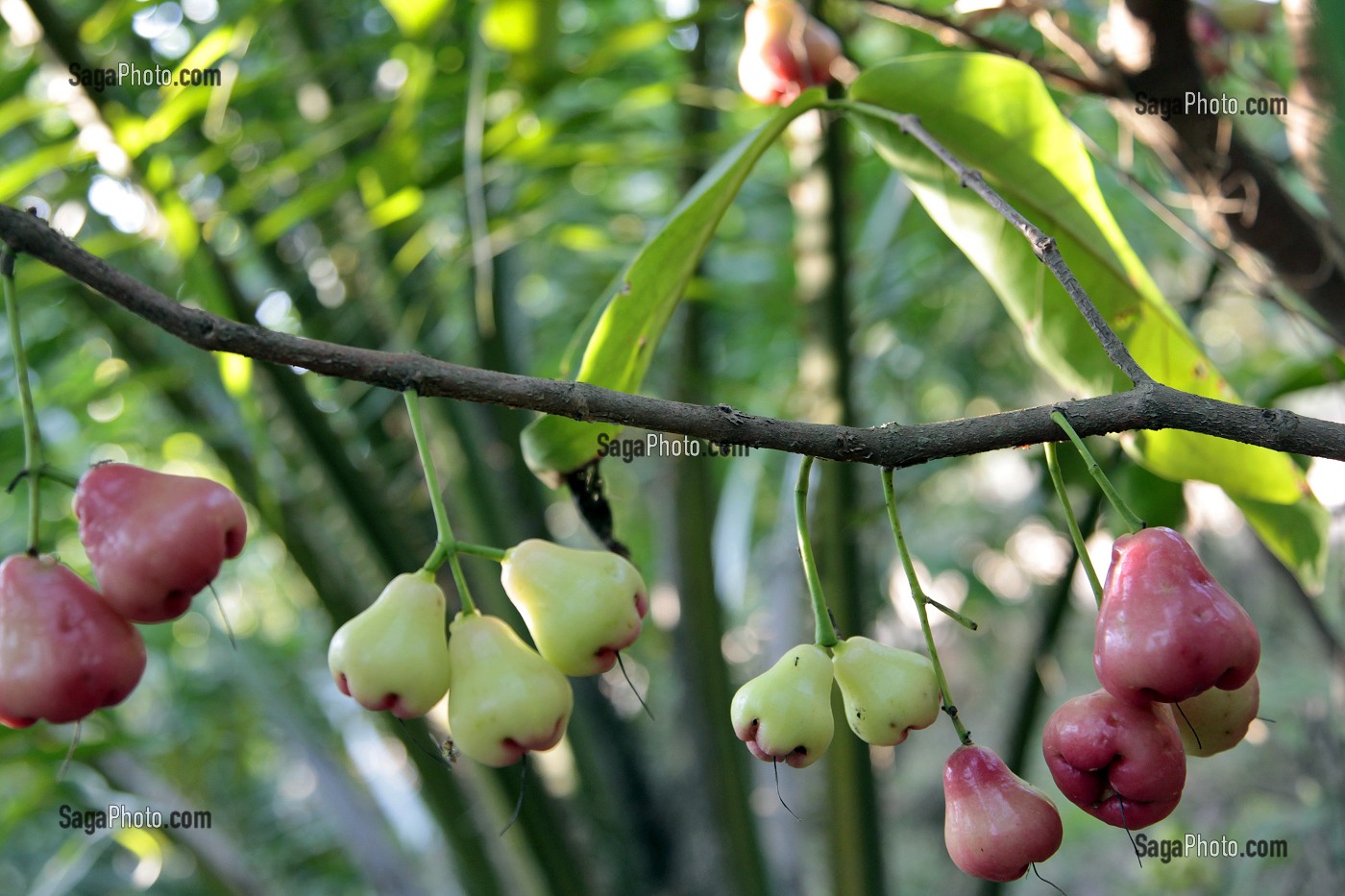 JAMBUS OU POMMES DE ROSE, FRUITS TROPICAUX POUSSANT SUR L'ARBRE DU MEME NOM, THAILANDE, ASIE 