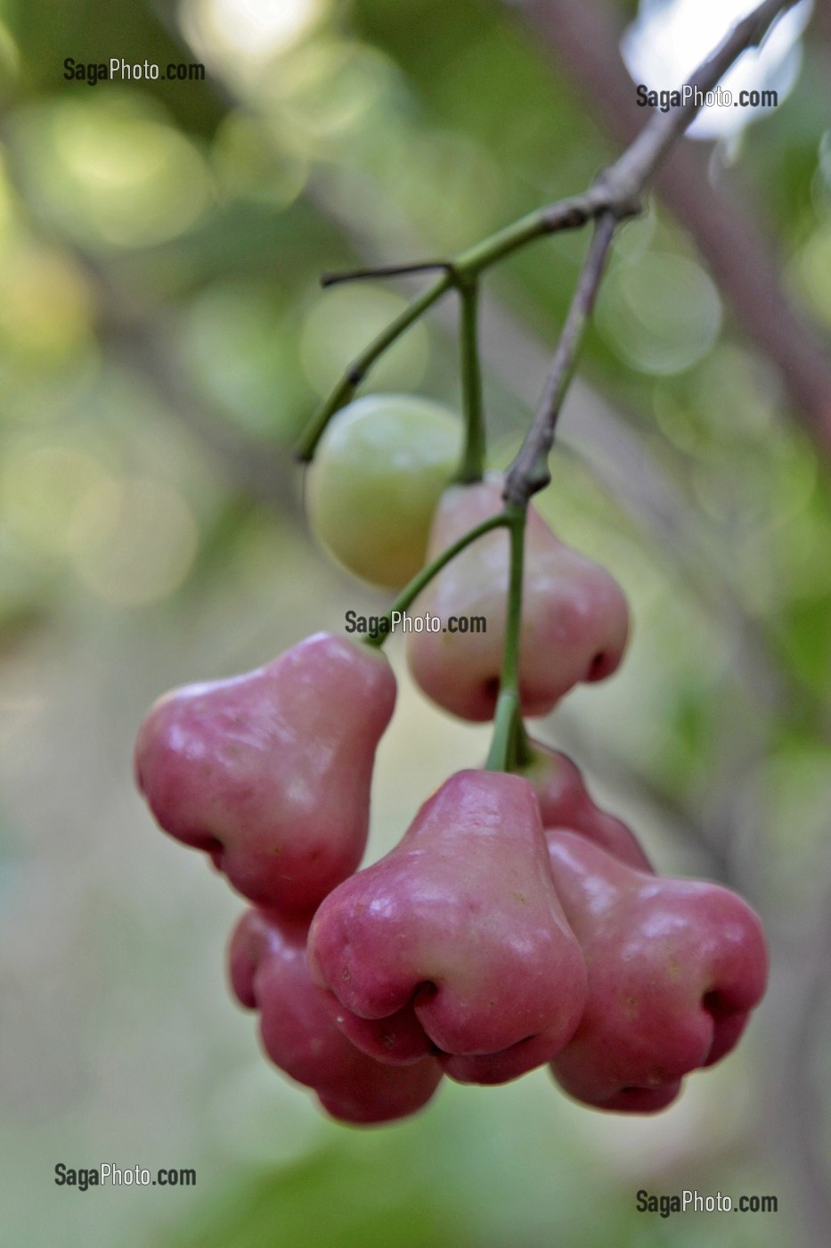 JAMBUS OU POMMES DE ROSE, FRUITS TROPICAUX POUSSANT SUR L'ARBRE DU MEME NOM, THAILANDE, ASIE 