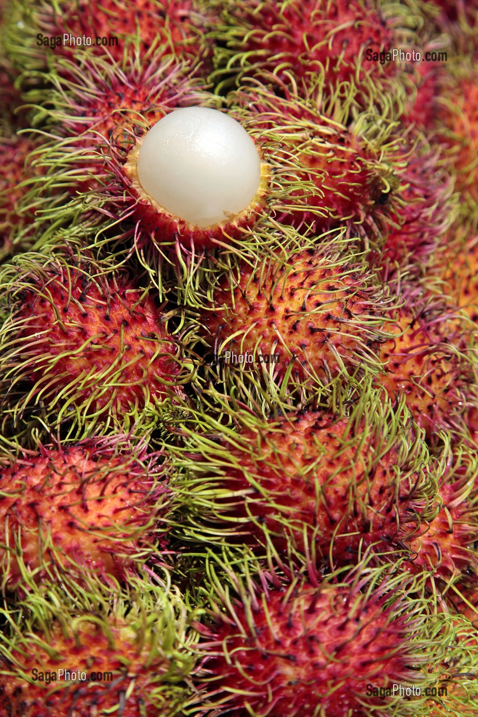 RAMBUTANS, AUSSI APPELE LITCHIS CHEVELUS, FRUITS TROPICAUX DE L'ARBRE DU MEME NOM (NEPHELIUM LAPPACEUM), THAILANDE, ASIE 