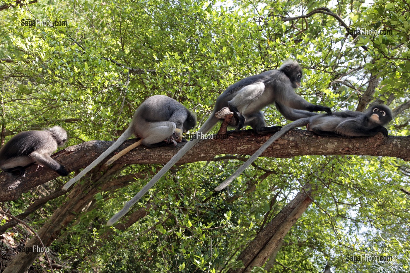 SINGES GIBBONS, PARC NATIONAL DE KHAO SAM ROI YOT, PROVINCE DE PRACHUAP KHIRI KHAN, THAILANDE, ASIE 
