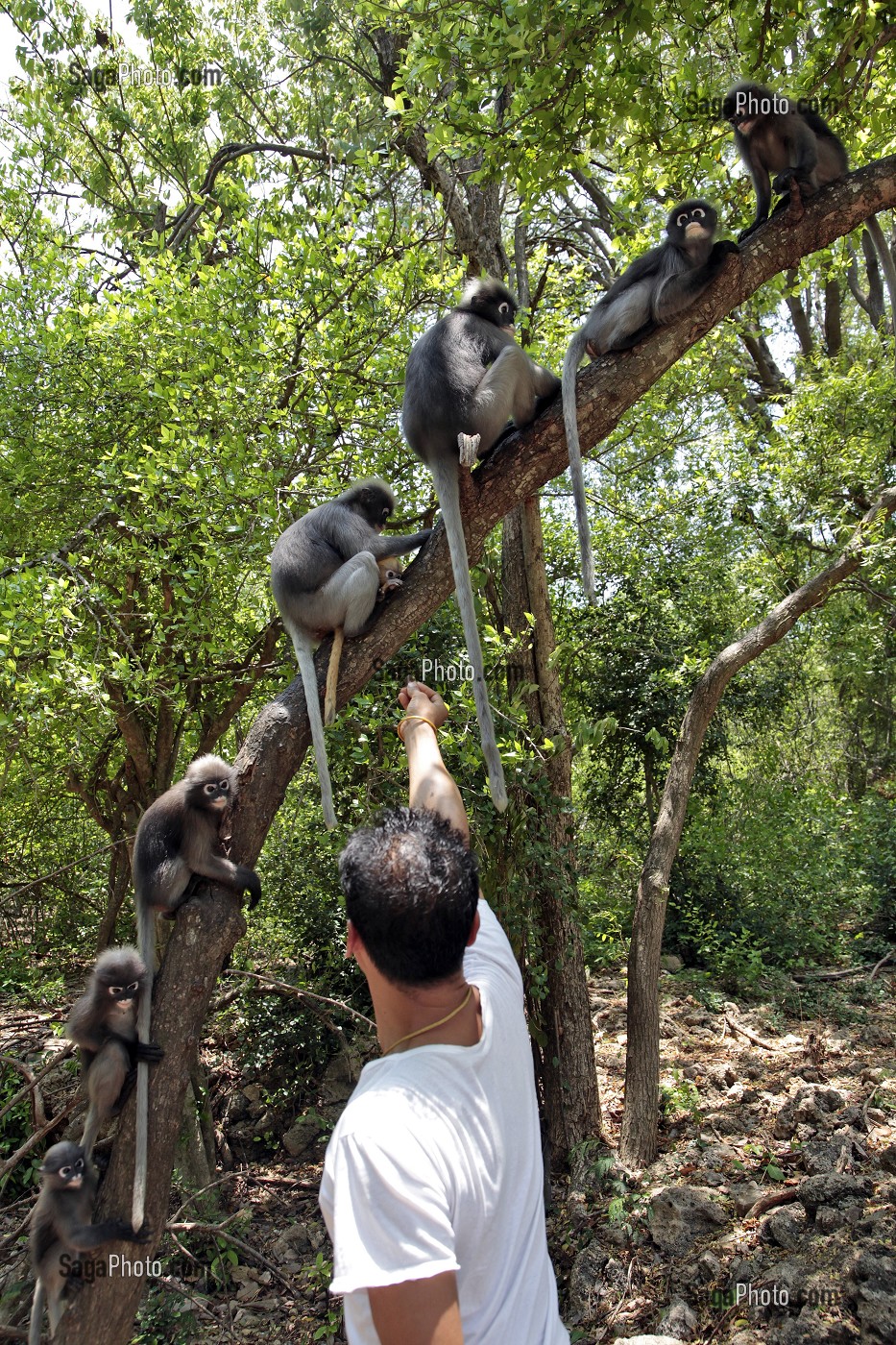 SINGES GIBBONS, PARC NATIONAL DE KHAO SAM ROI YOT, PROVINCE DE PRACHUAP KHIRI KHAN, THAILANDE, ASIE 