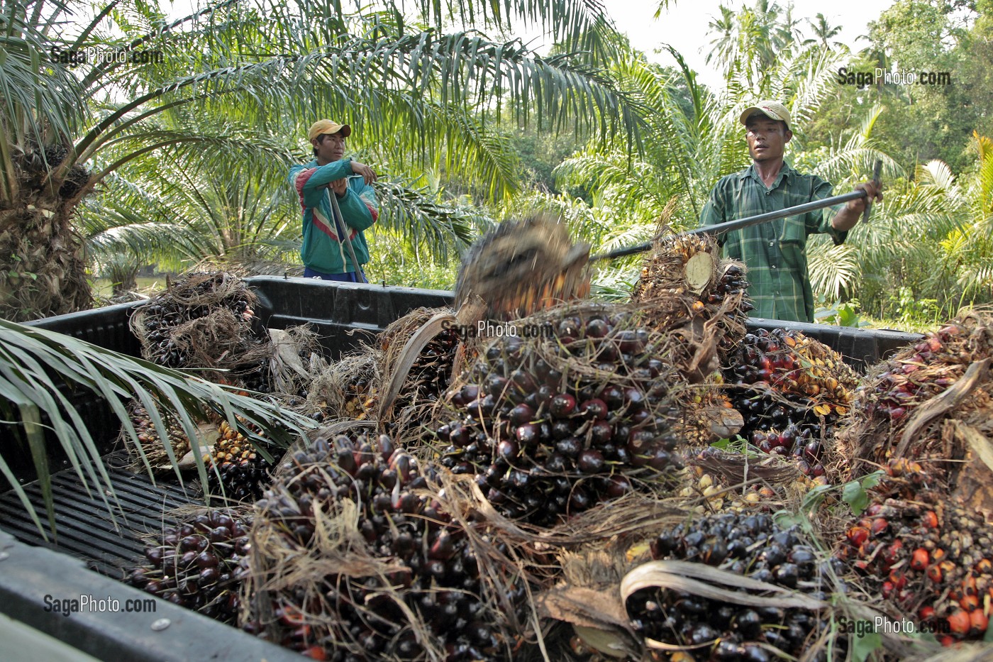 RECOLTE DE NOIX DE PALME, FRUITS DU PALMIER A HUILE, REGION DE BAN SAPHAN, THAILANDE, ASIE 
