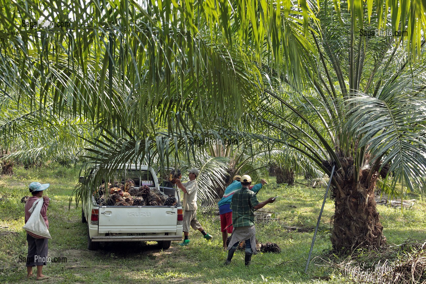 RECOLTE DE NOIX DE PALME, FRUITS DU PALMIER A HUILE, REGION DE BAN SAPHAN, THAILANDE, ASIE 
