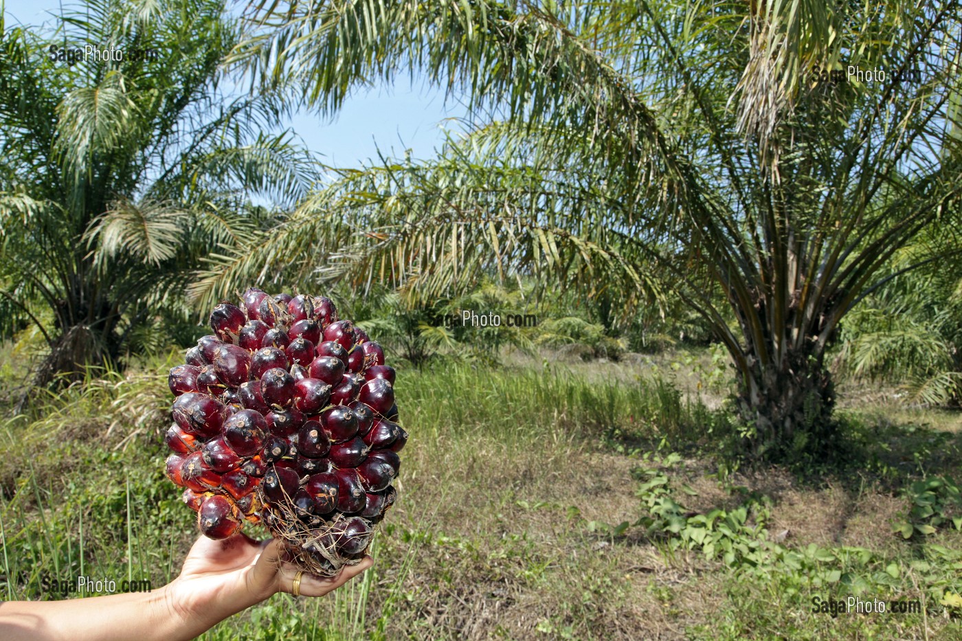 REGIME DE NOIX DE PALME, FRUITS DU PALMIER A HUILE, REGION DE BAN SAPHAN, THAILANDE, ASIE 
