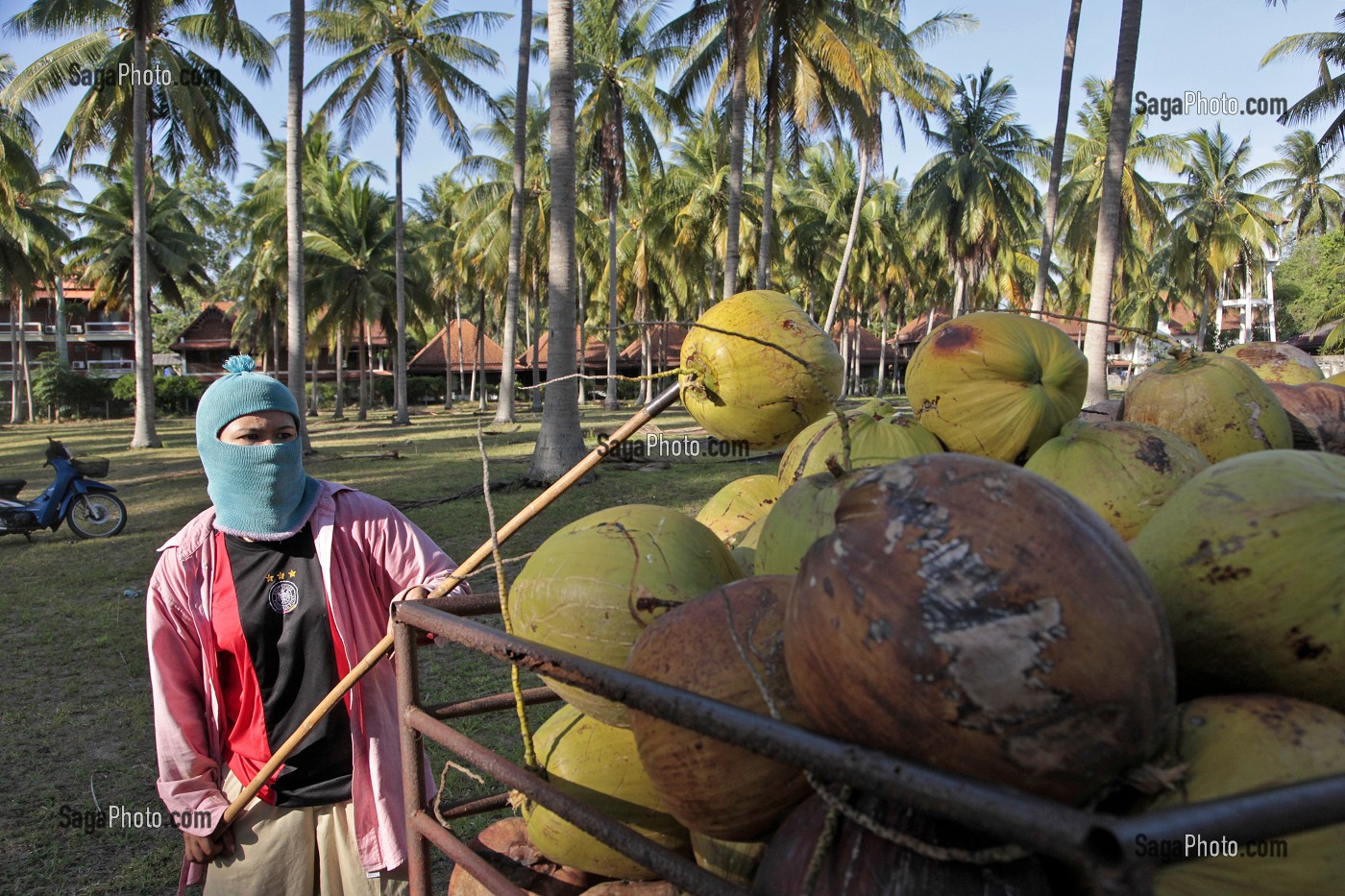 CHARGEMENT DANS UN CAMION DES NOIX DE COCO CUEILLIES PAR LES SINGES, BANG SAPHAN, THAILANDE, ASIE 