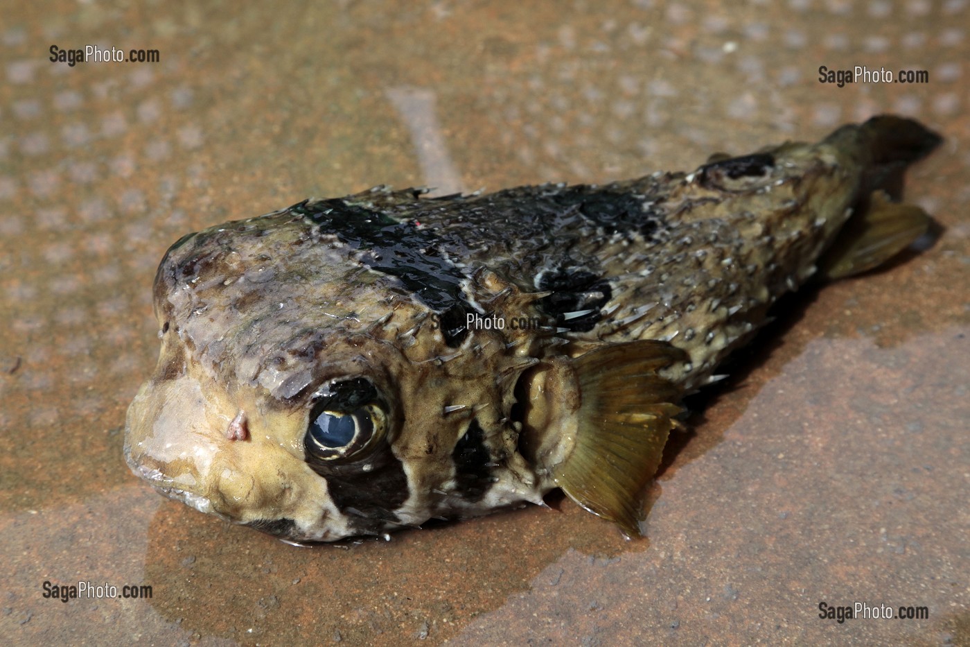 POISSON PORC-EPIC OU POISSON-HERISSON OU HERISSON DES MERS, BANG SAPHAN, THAILANDE 