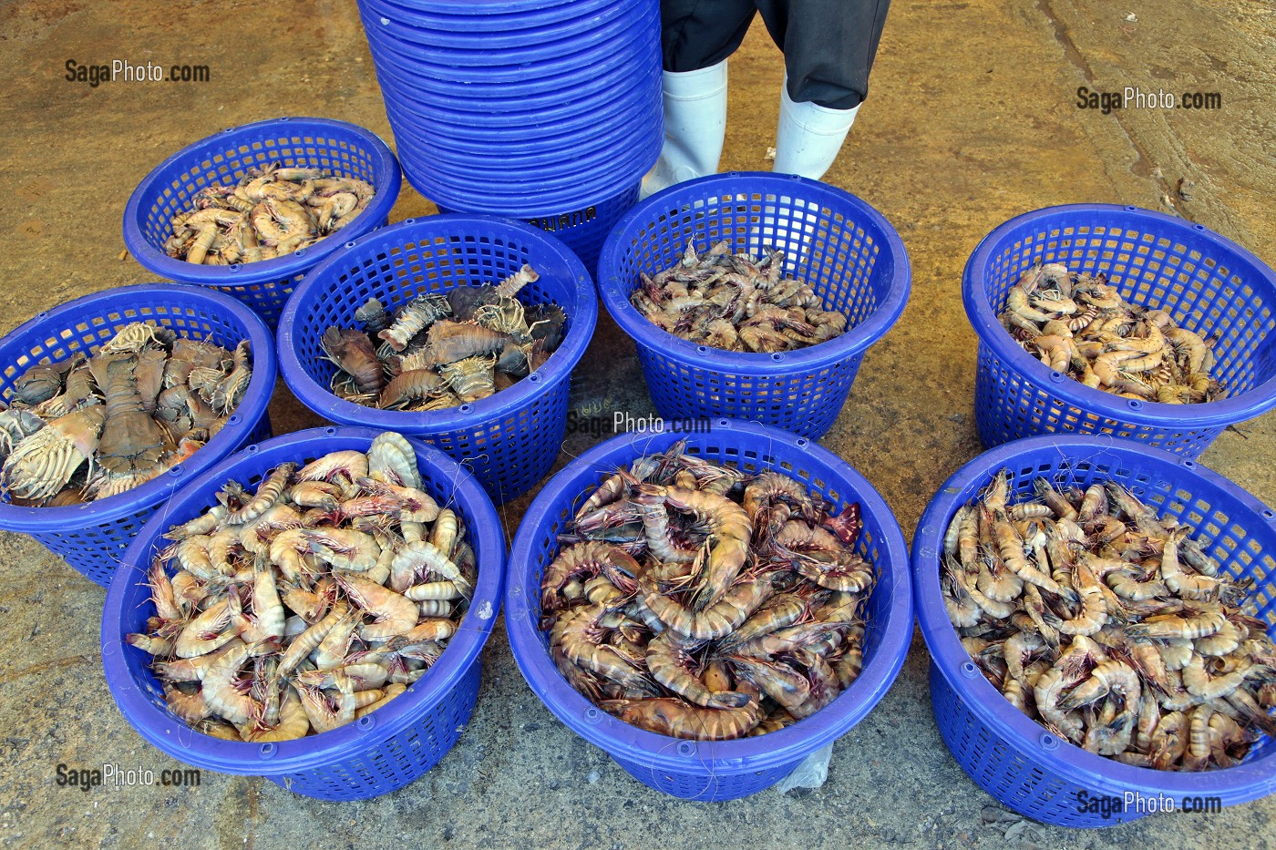 GAMBAS (GROSSES CREVETTES) ET CIGALES DE MER, ARRIVAGE A LA CRIEE AUX POISSONS, PORT DE PECHE DE RANONG, THAILANDE, ASIE 