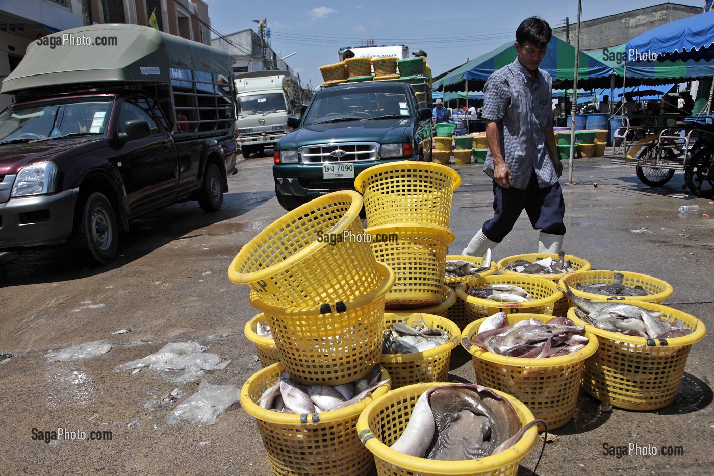 MOLLUSQUES MARINS, CRIEE AUX POISSONS, PORT DE PECHE DE RANONG, THAILANDE, ASIE 