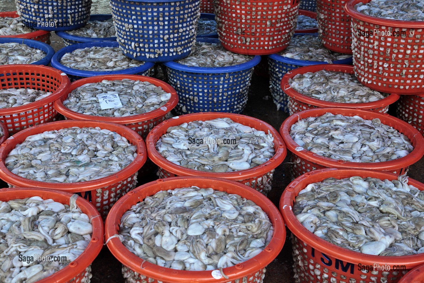 POULPES ET SEPIAS, ARRIVAGE A LA CRIEE AUX POISSONS, PORT DE PECHE DE RANONG, THAILANDE, ASIE 