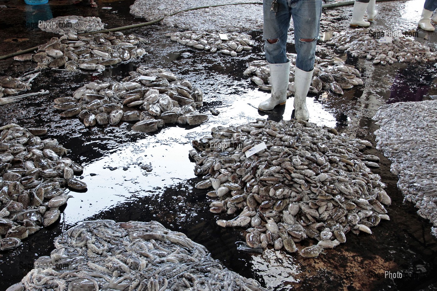 MOLLUSQUES MARINS, CRIEE AUX POISSONS, PORT DE PECHE DE RANONG, THAILANDE 