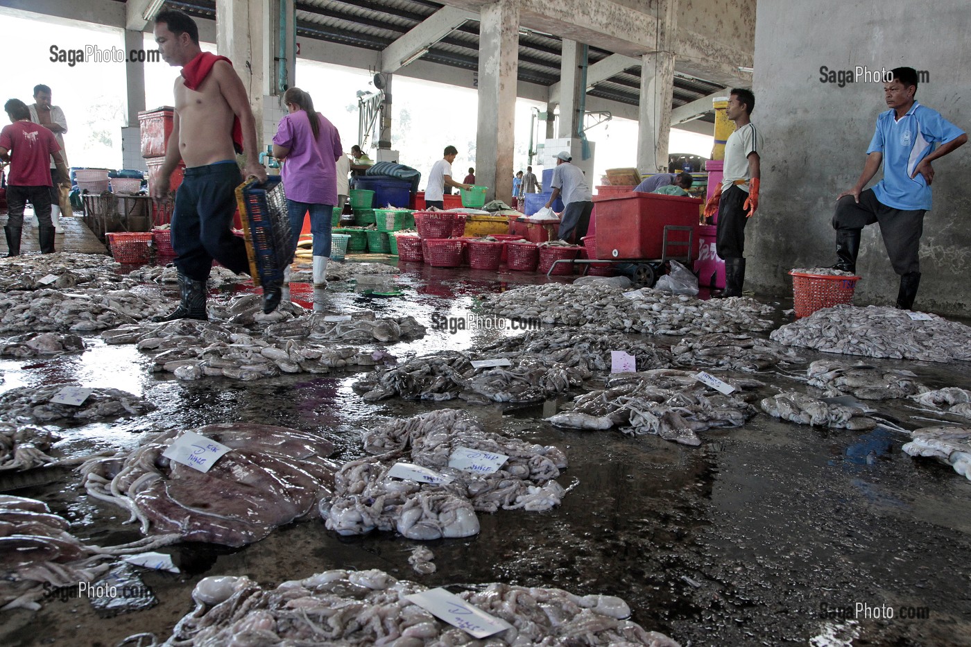 SEICHES, ENCORNETS, POULPES ET SEPIAS, LA PECHE DU JOUR A LA CRIEE AUX POISSONS, PORT DE RANONG, THAILANDE, ASIE 