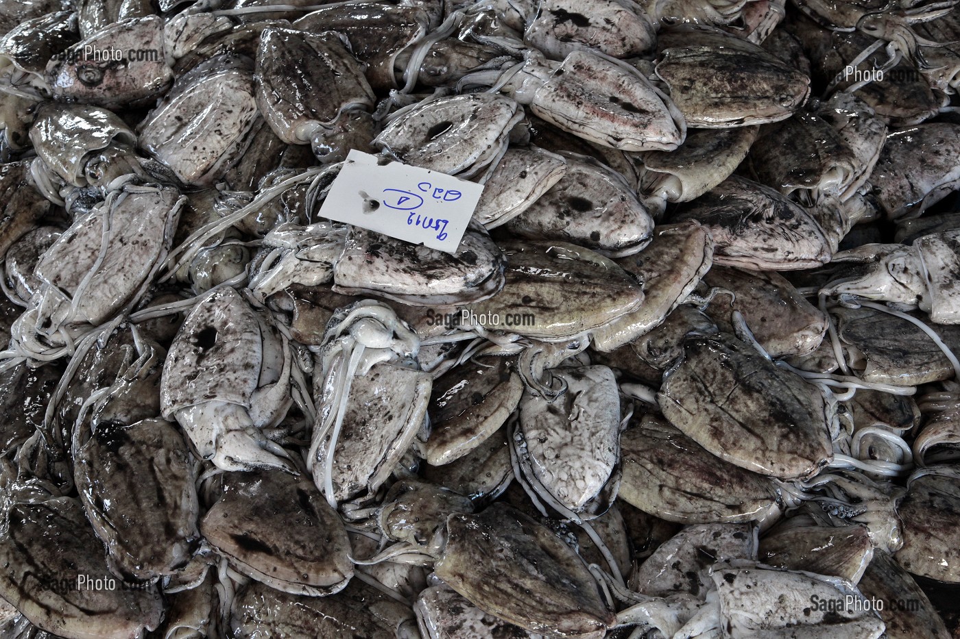 SEICHES, ARRIVAGE A LA CRIEE AUX POISSONS, PORT DE PECHE DE RANONG, THAILANDE, ASIE 
