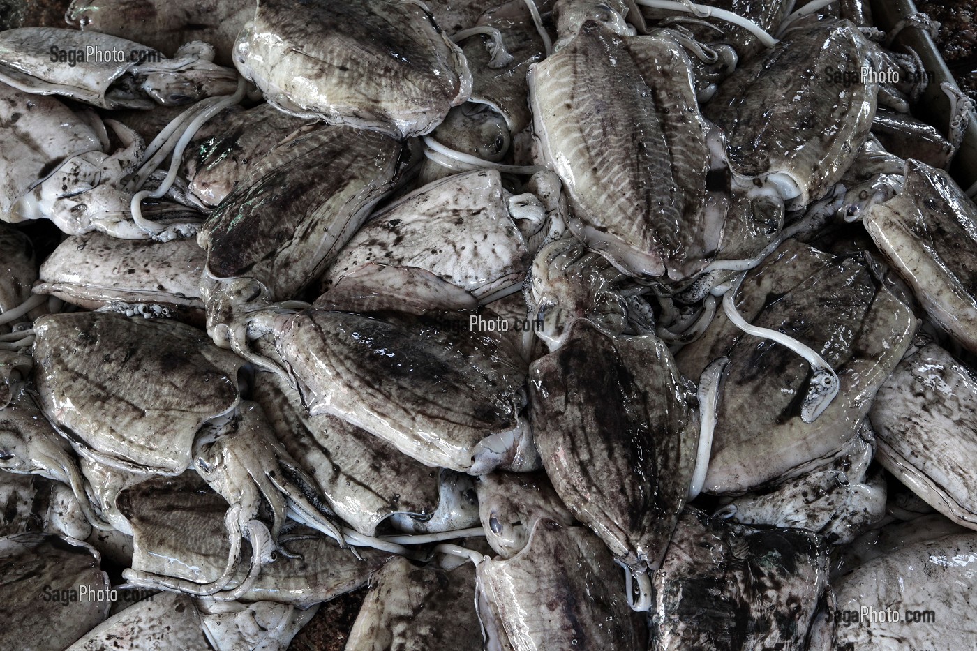 SEICHES, CRIEE AUX POISSONS, PORT DE PECHE DE RANONG, THAILANDE 