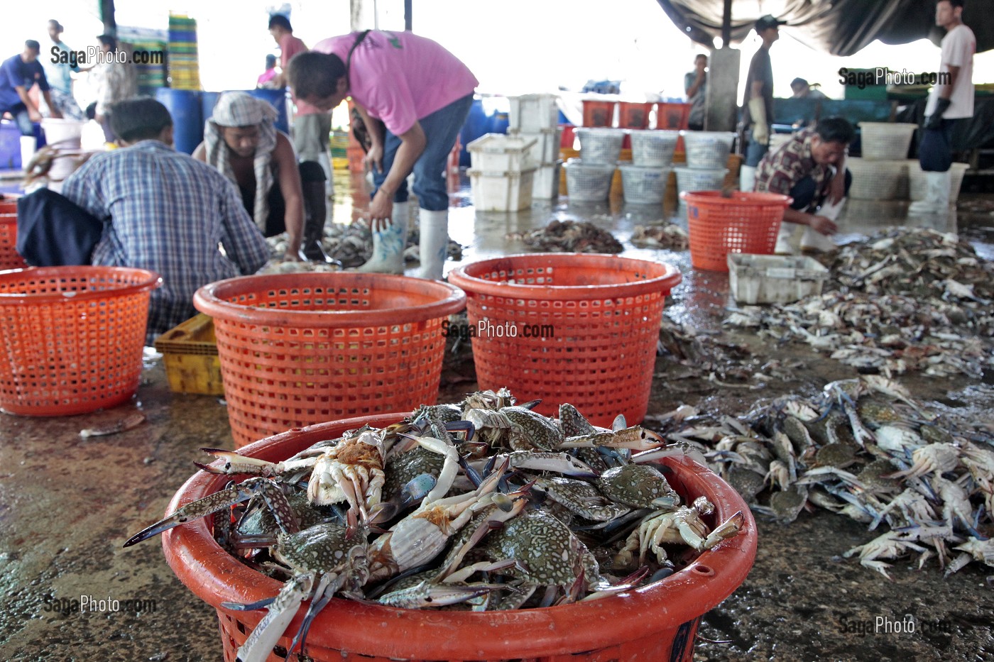 CRABES, ARRIVAGE A LA CRIEE DU MARCHE AUX POISSONS, PORT DE PECHE DE RANONG, THAILANDE, ASIE 