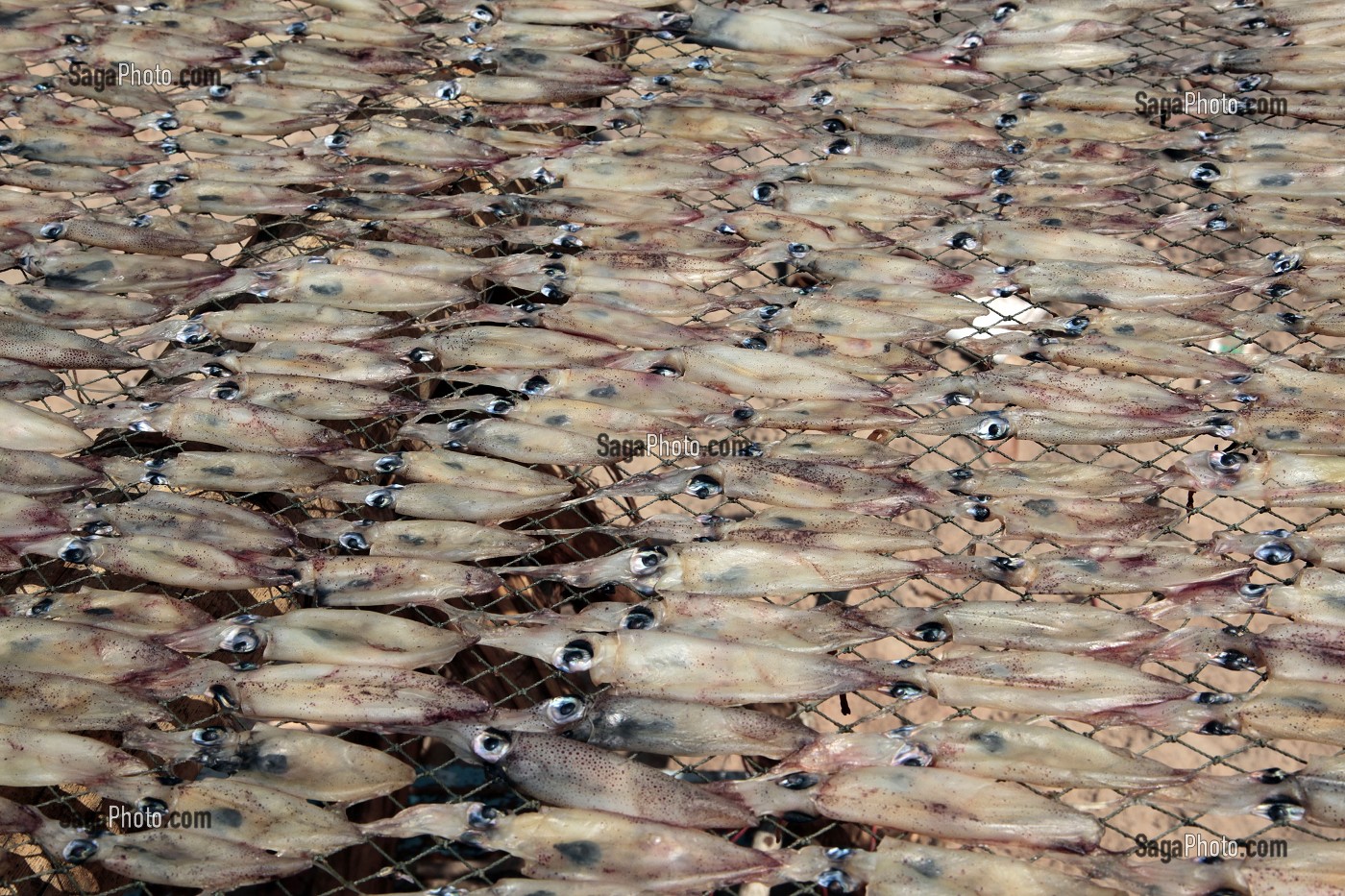 SECHAGE DES POISSONS SUR DES TREILLES, REGION DE BANG SAPHAN, THAILANDE 