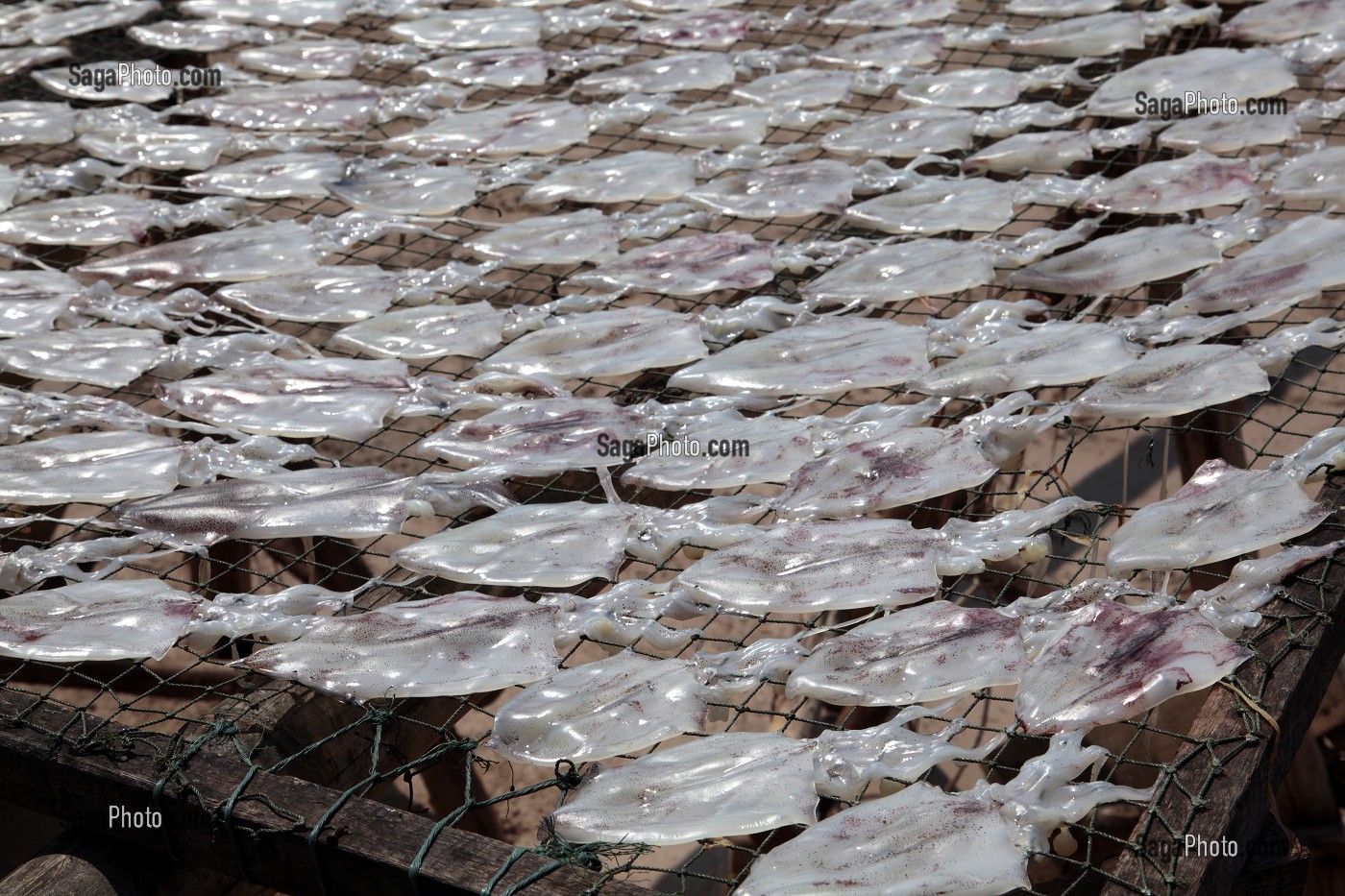 SECHAGE DES ENCORNETS SUR DES TREILLES, VILLAGE DE PECHEURS PRES DE BANG SAPHAN, THAILANDE, ASIE 