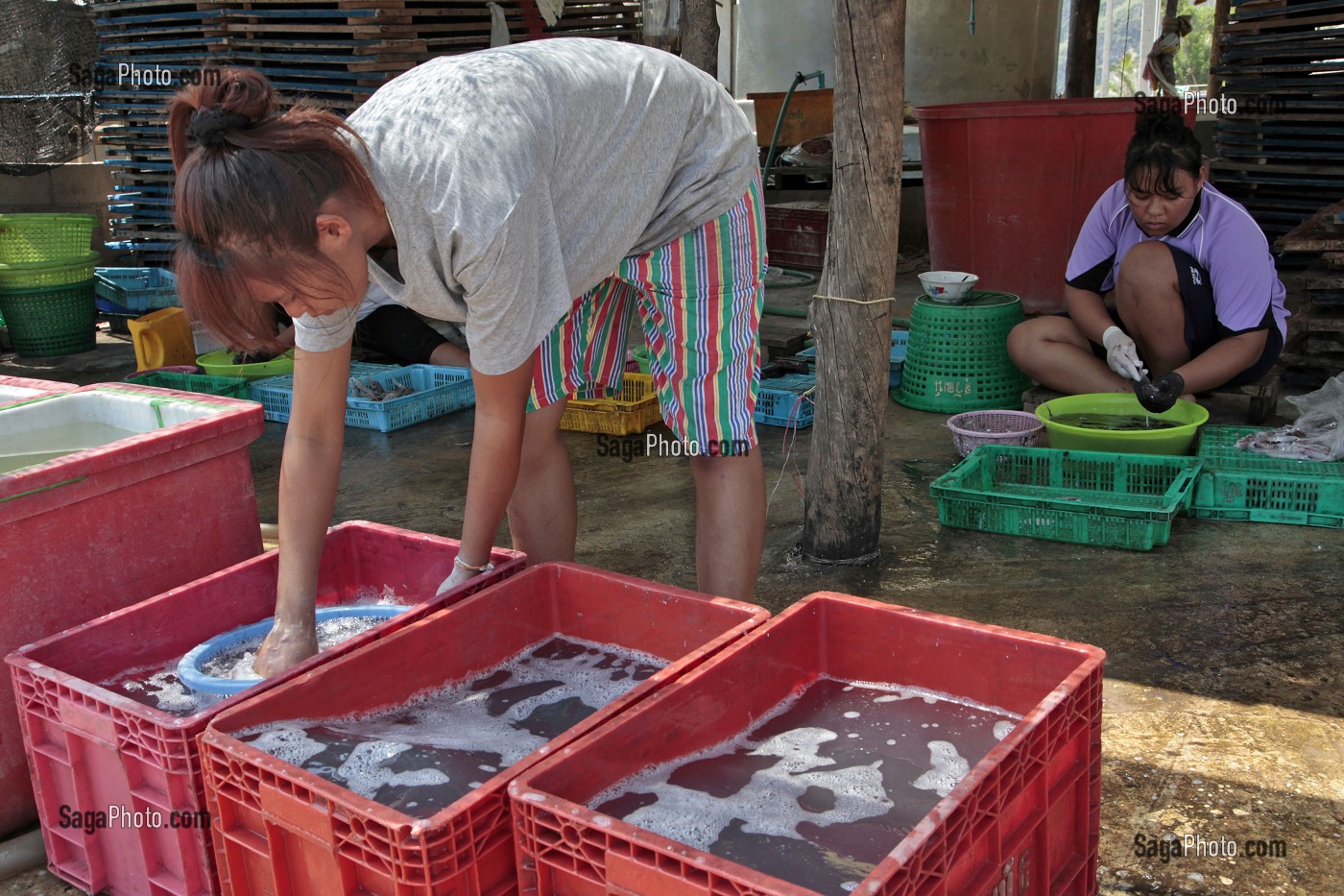 PREPARATION ET NETTOYAGE DES ENCORNETS, REGION DE BANG SAPHAN, THAILANDE 