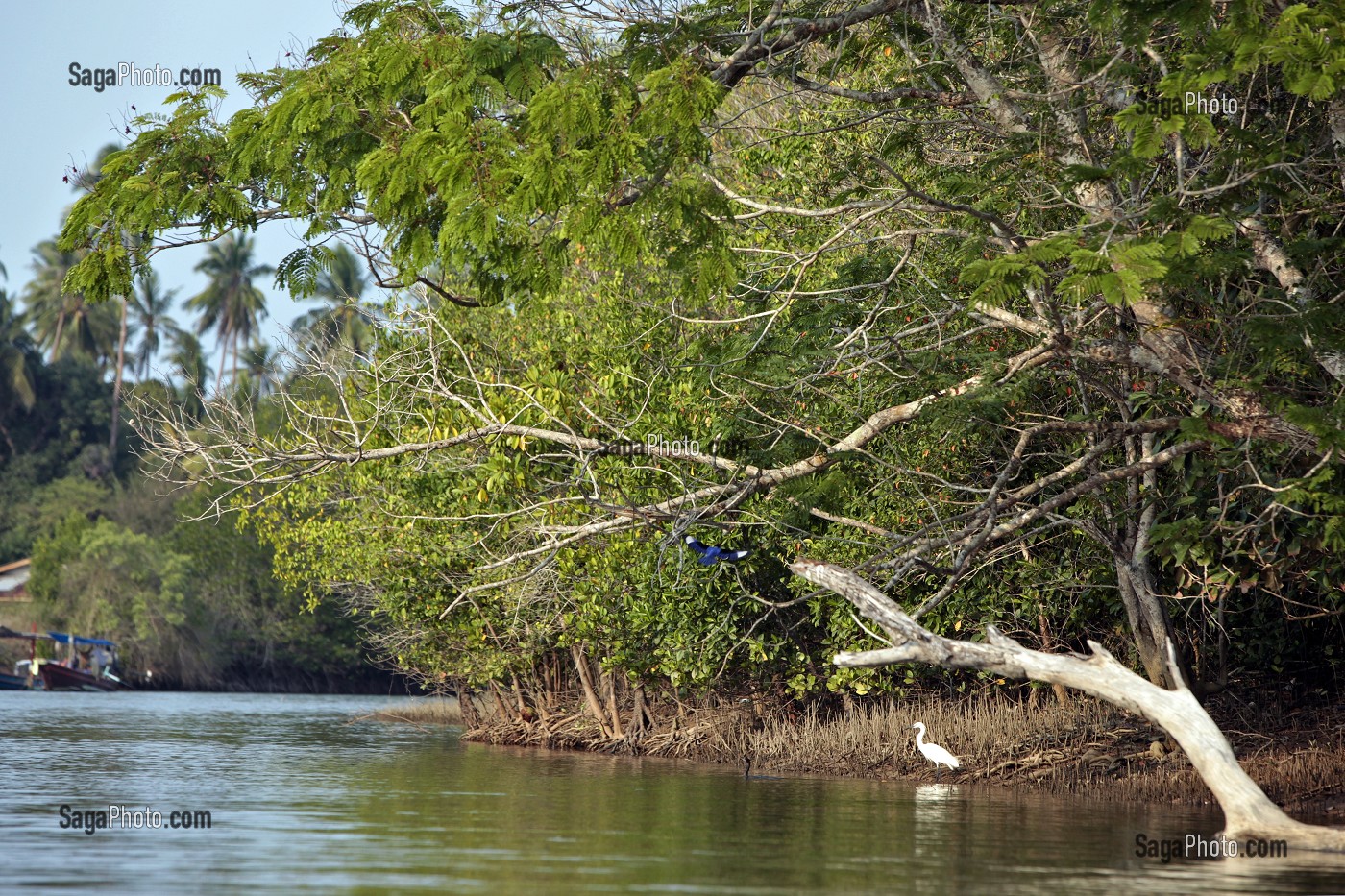 OISEAU SUR LA BERGE DE LA RVIERE, REGION DE BANG SAPHAN, THAILANDE, ASIE 