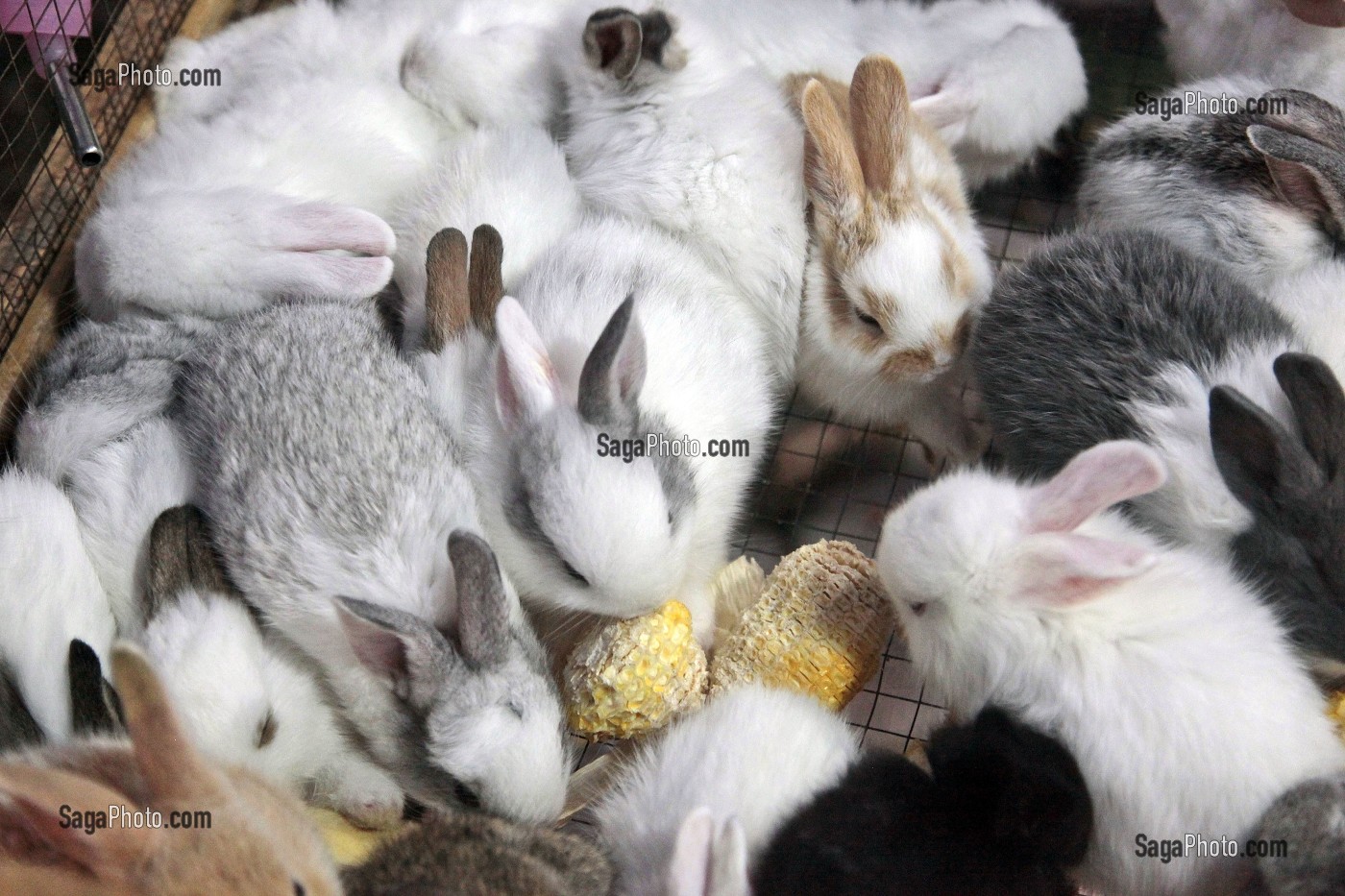 VENTE DE LAPINS NAINS, MARCHE DE NUIT, BANG SAPHAN, THAILANDE 