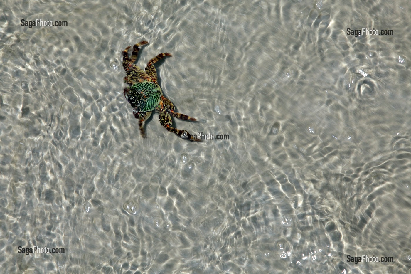 PETIT CRABE VERT, PLAGE DE AOW TA MUANG, BAIE DE TA MUANG, REGION DE CHUMPHON, THAILANDE, ASIE 