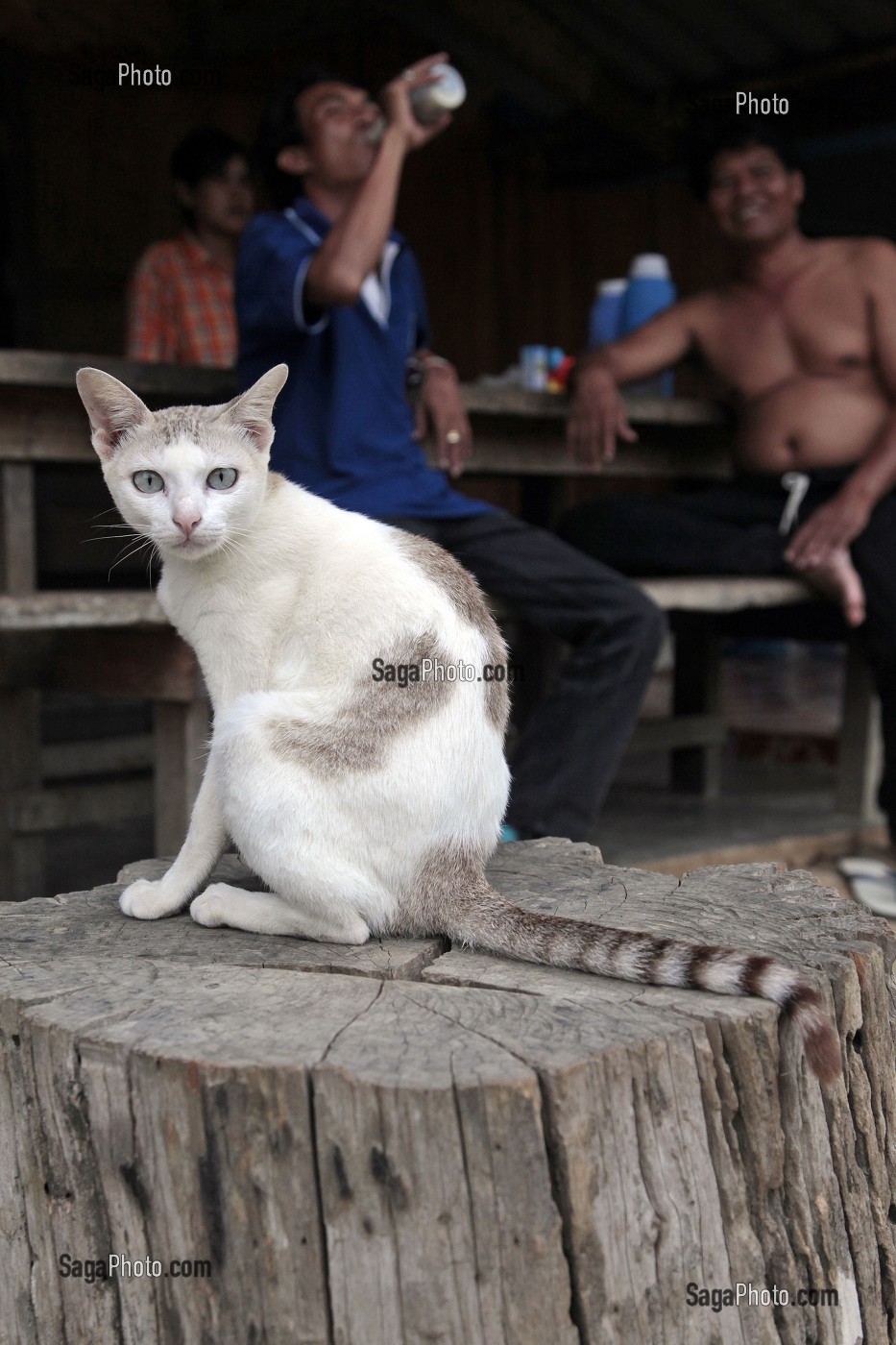 DERNIER COMMERCE AVANT LA FRONTIERE BIRMANE, REGION DE BANG SAPHAN, THAILANDE 