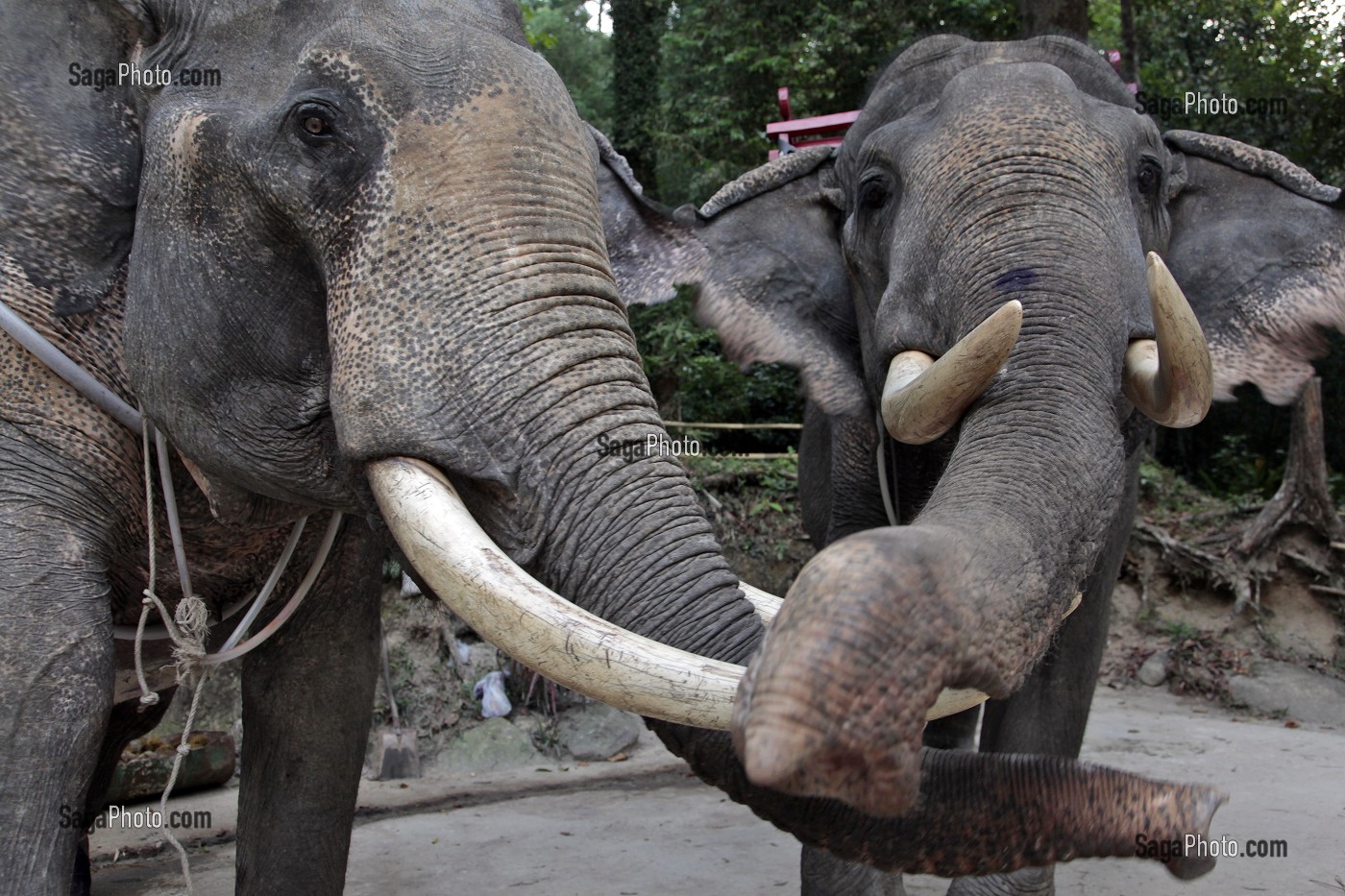 JEU DE TROMPES DES ELEPHANTS, SOURCES THERMALES D'EAU CHAUDE DE RANONG, THAILANDE, ASIE 
