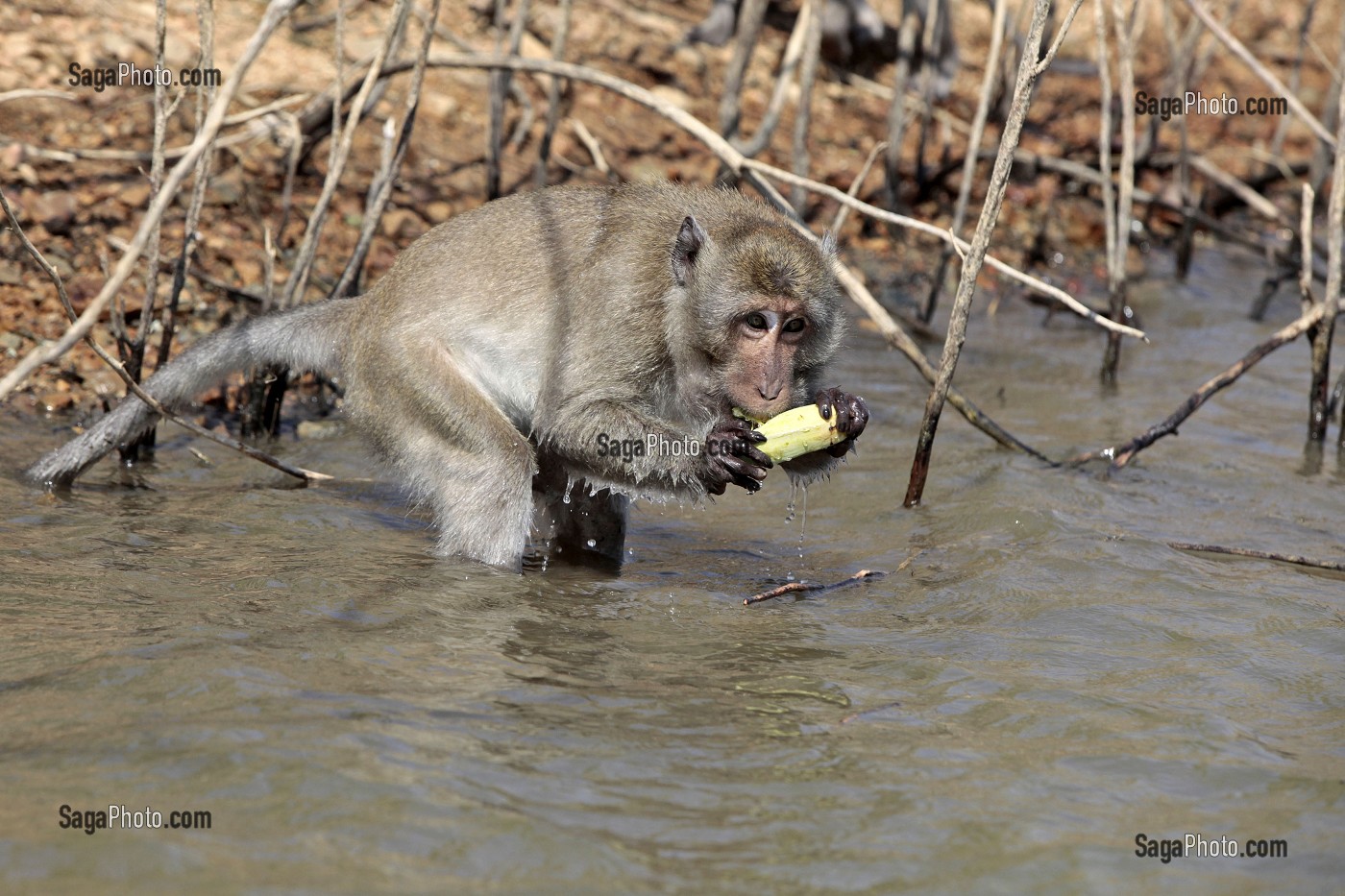SINGE MACAQUE, PARC NATIONAL DE KAENG KRACHAN, PHETCHABURI, THAILANDE 