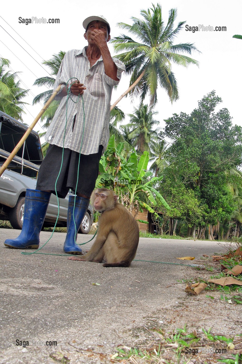 SINGE CUEILLEUR DE NOIX DE COCO ET SON MAITRE, LES SINGES SONT DRESSES POUR DECROCHER LES FRUITS MURS ET LES FAIRE TOMBER A TERR, PROVINCE DE BANG SAPHAN, THAILANDE 