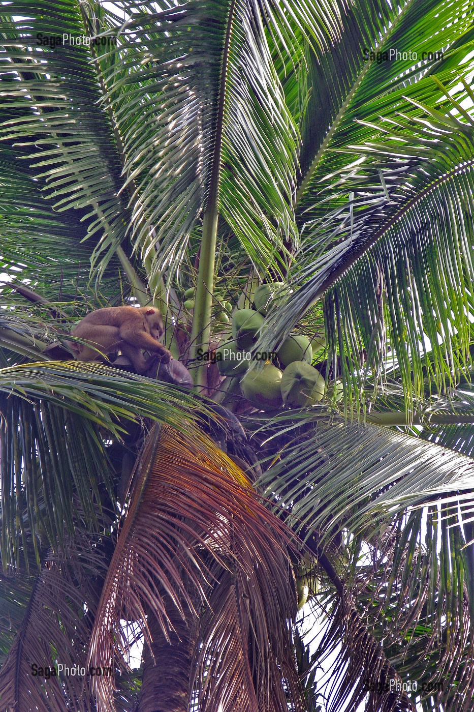 SINGE CUEILLEUR DE NOIX DE COCO ET SON MAITRE, LES SINGES SONT DRESSES POUR DECROCHER LES FRUITS MURS ET LES FAIRE TOMBER A TERR, PROVINCE DE BANG SAPHAN, THAILANDE 