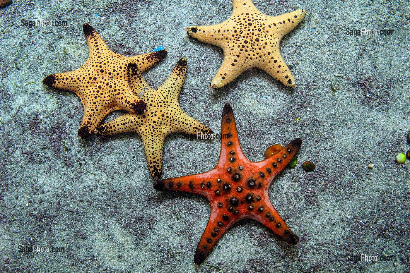 ETOILES DE MER, AQUARIUM DE PRACHUAP KHIRI KHAN, THAILANDE 