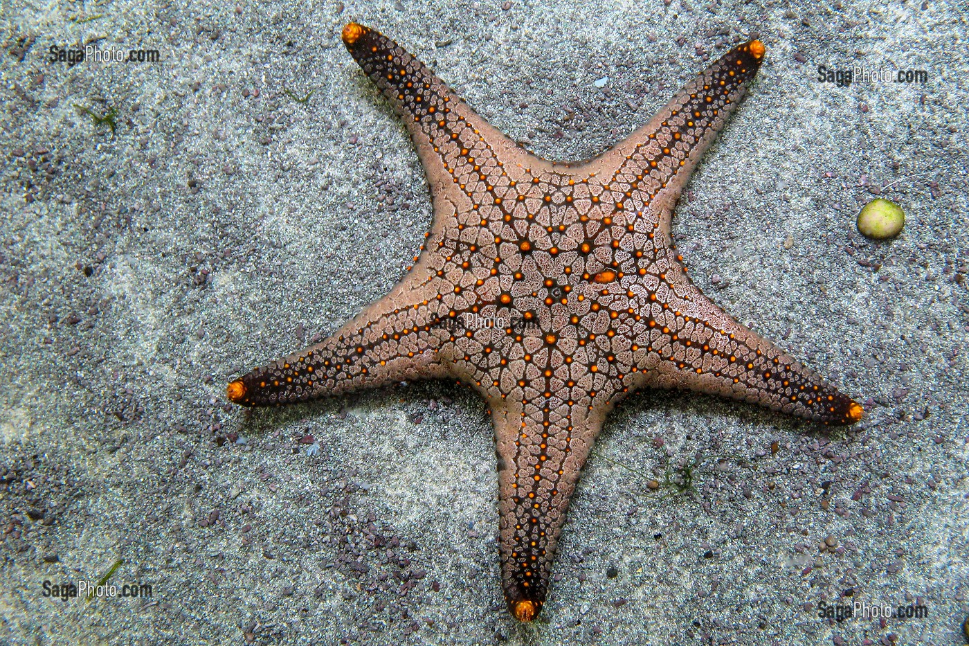 ETOILE DE MER, AQUARIUM DE PRACHUAP KHIRI KHAN, THAILANDE 