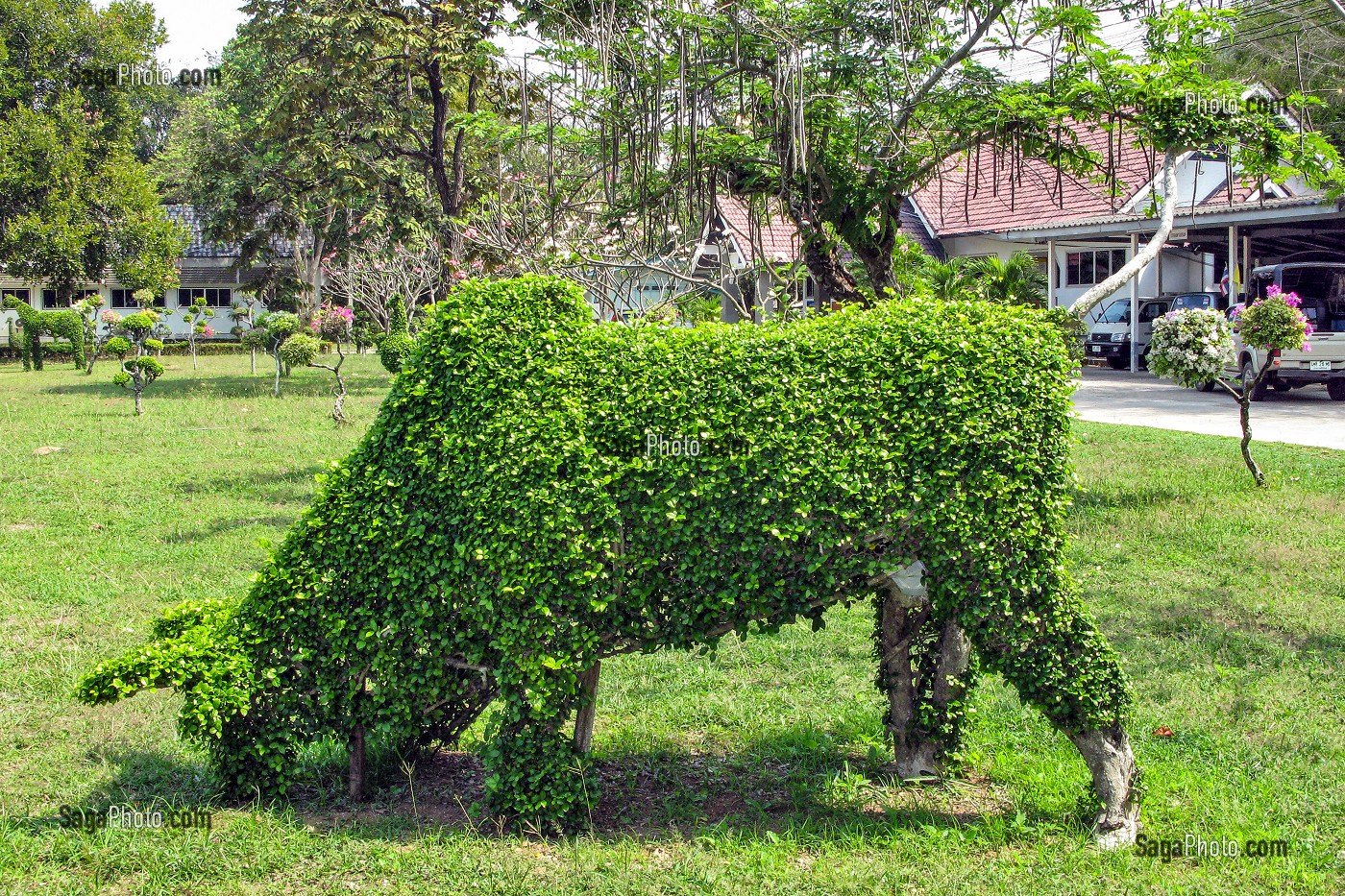TAUREAU, SCULPTURE SUR ARBUSTE, PRACHUAP KHIRI KHAN, THAILANDE 