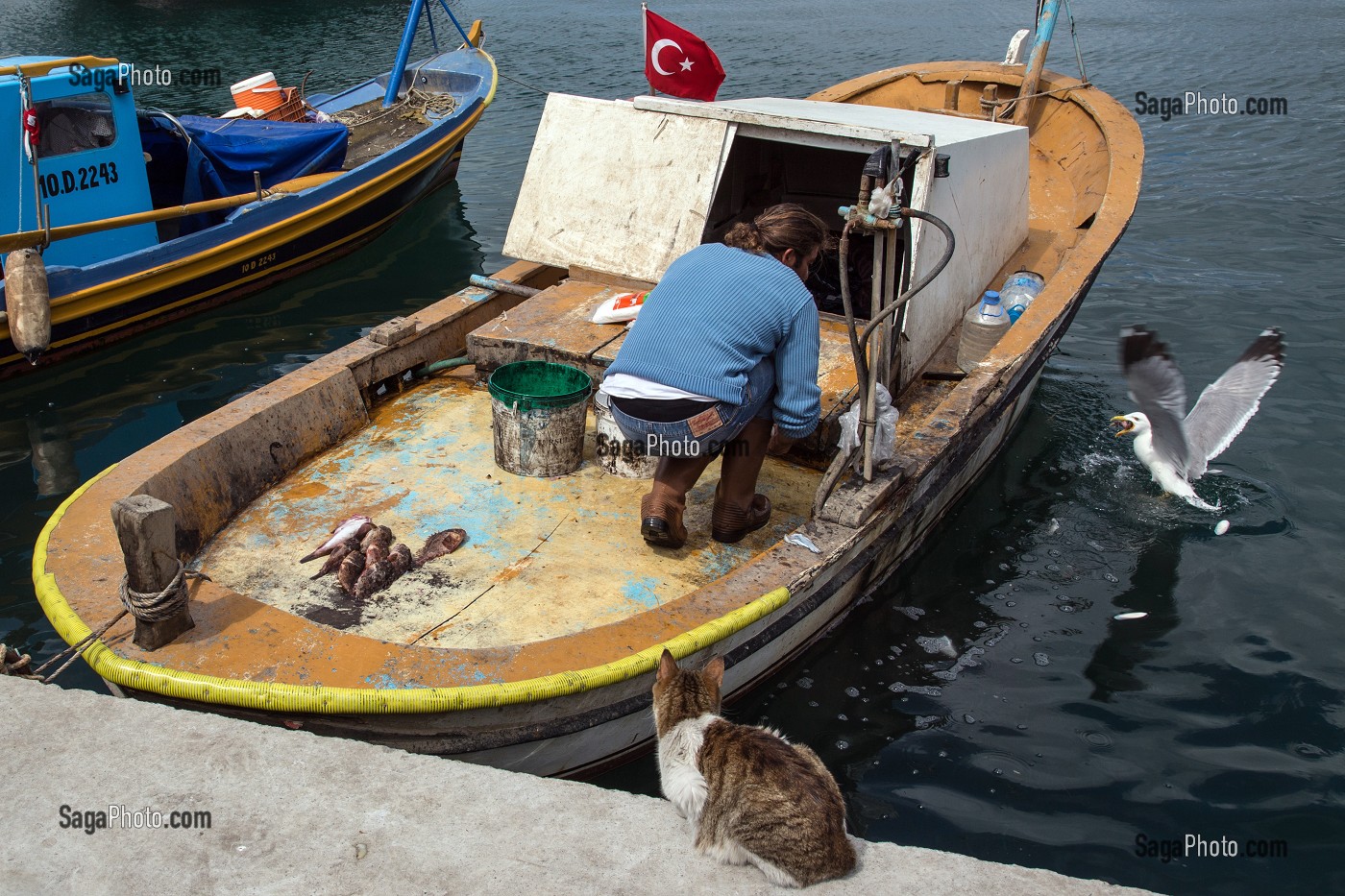 RETOUR DES PECHEURS SUR LE PORT (POISSONS, CHAT, MOUETTE), VILLE D'AYVALIK SUR LES BORDS DE LA MER EGEE, RIVIERA DES OLIVIERS, NORD D’IZMIR, TURQUIE 