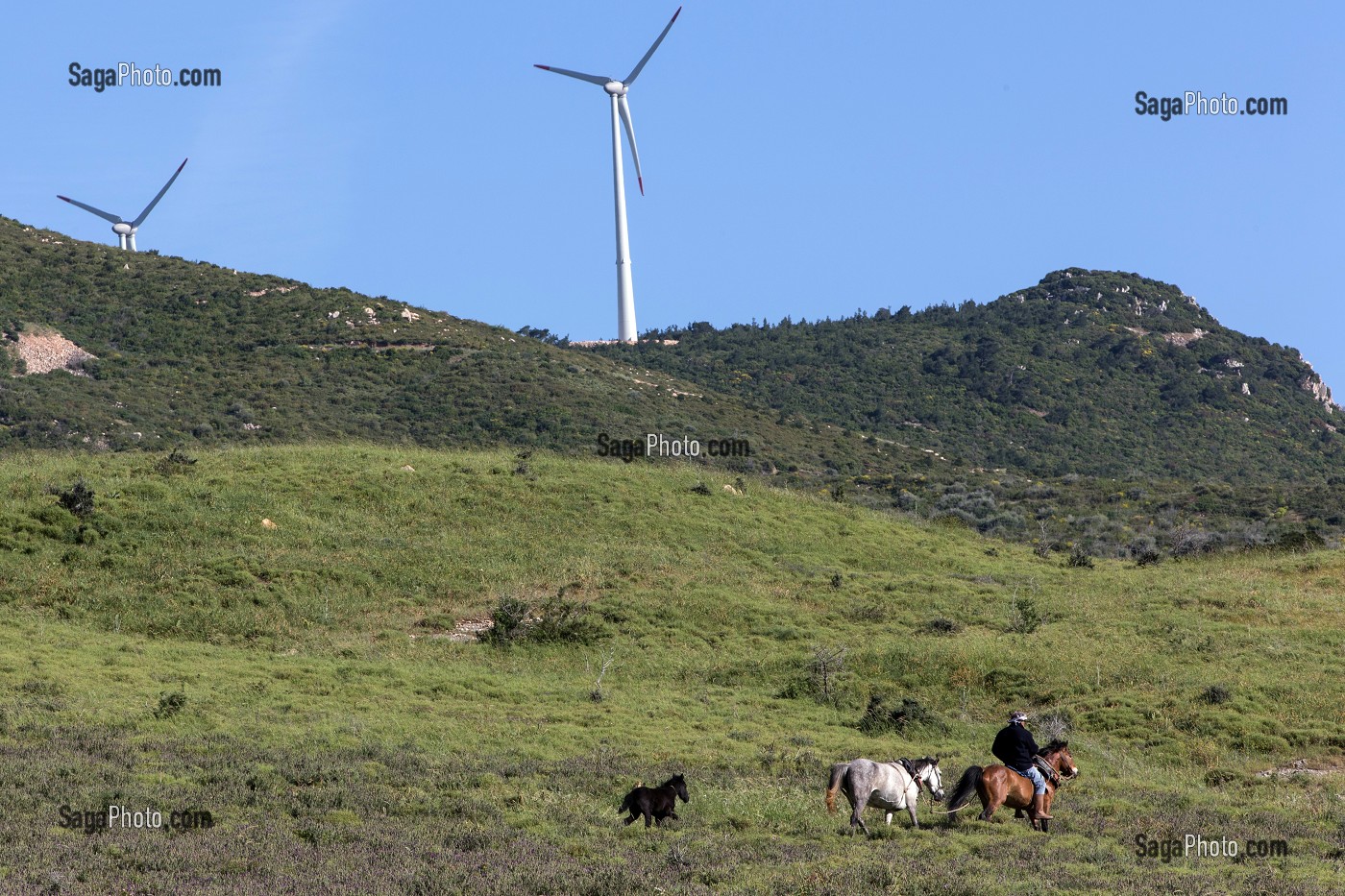 CAVALIER AVEC SES CHEVAUX DEVANT DES EOLIENNES, A FLANC DE MONTAGNE, REGION DE FOCA, RIVIERA DES OLIVIERS, NORD D’IZMIR, TURQUIE 