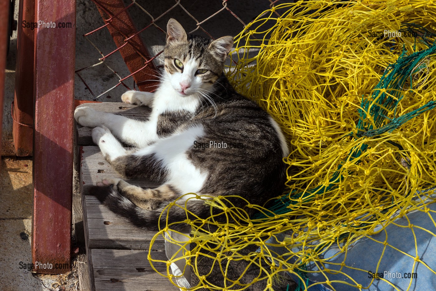 PETIT CHAT SUR LE PORT DU VILLAGE DE PECHEURS DE YENIFOCA SUR LA MER EGEE, RIVIERA DES OLIVIERS, NORD D’IZMIR, TURQUIE 