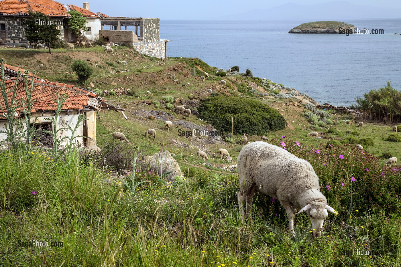TROUPEAUX DE MOUTONS DEVANT UN VILLAGE ABANDONNE, REGION DE FOCA SUR LA MER EGEE, RIVIERA DES OLIVIERS, NORD D’IZMIR, TURQUIE 