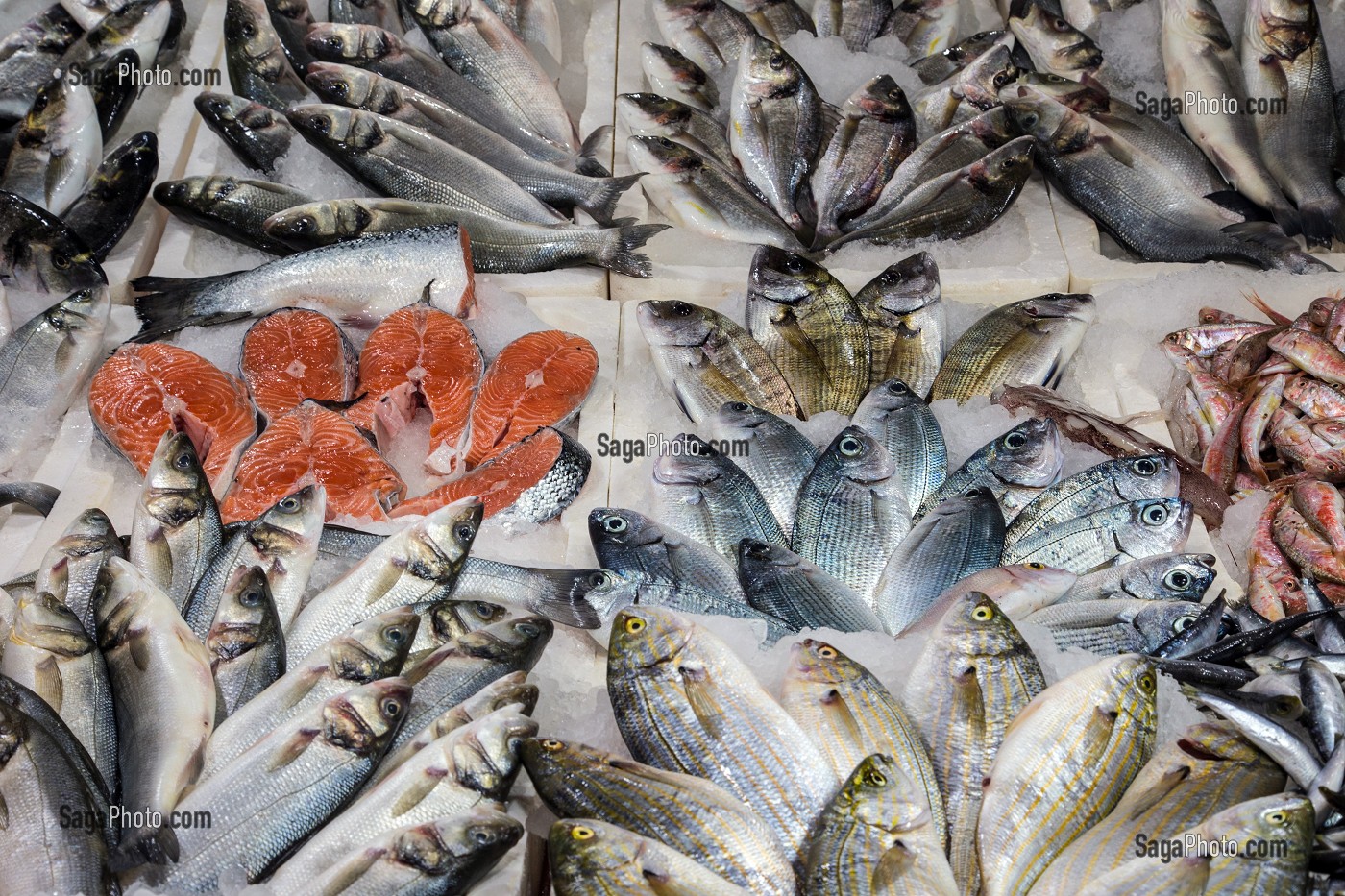 L'ETALAGE DU POISSONNIER (DAURADE, BARS, ROUGETS BARBETS, SAUMON), VILLAGE DE PECHEURS DE FOCA SUR LA MER EGEE, RIVIERA DES OLIVIERS, NORD D’IZMIR, TURQUIE 