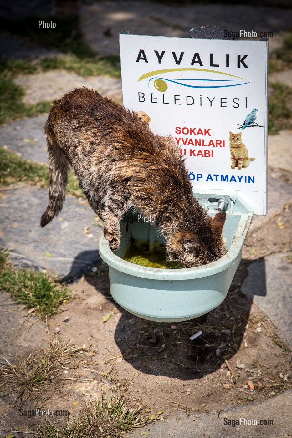 ABREUVOIR PUBLIC POUR LES CHATS, NAMIK KEMAL, CUNDA ALIBEY, REGION D'AYVALIK, RIVIERA DES OLIVIERS, NORD D’IZMIR, TURQUIE 