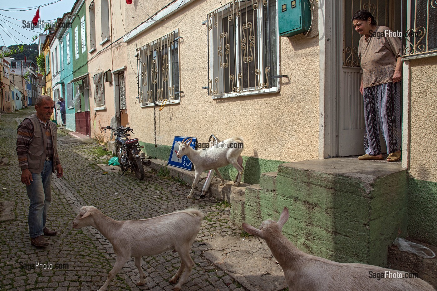 LIVRAISON DU LAIT AVEC LE BERGER ET SES CHEVRES, SCENE DE RUE, RUE FERAH, VILLE D’AYVALIK SUR LES BORDS DE LA MER EGEE, RIVIERA DES OLIVIERS, NORD D’IZMIR, TURQUIE 