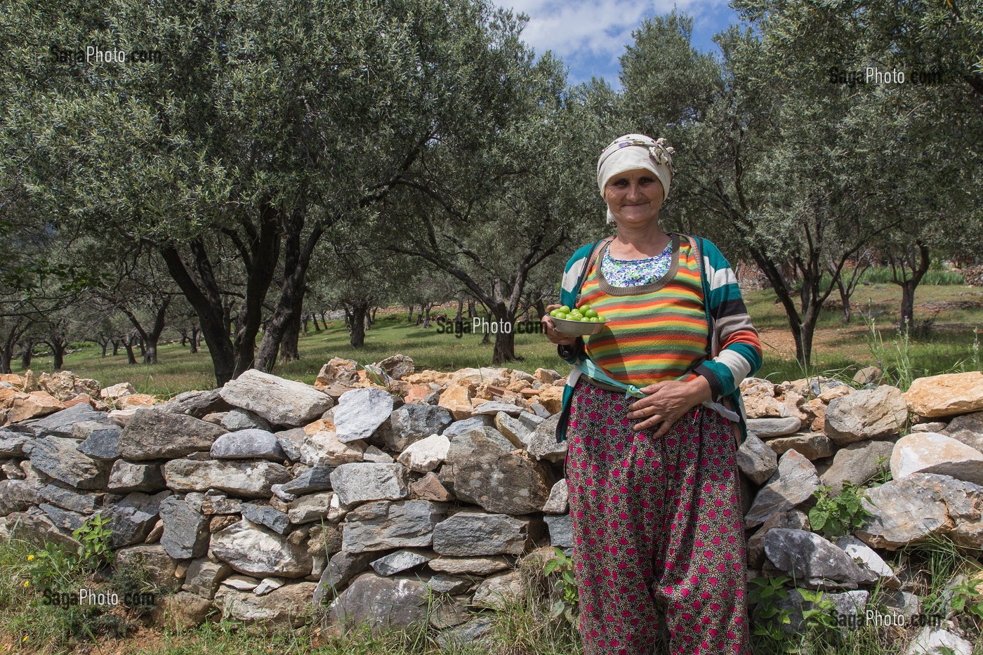 VIEILLE FEMME VENDEUSE DE PRUNES DEVANT UN MURET EN PIERRE ET UN CHAMP D'OLIVIERS, ZEYTINLI PRES EDREMIT, RIVIERA DES OLIVIERS, NORD D’IZMIR, TURQUIE 