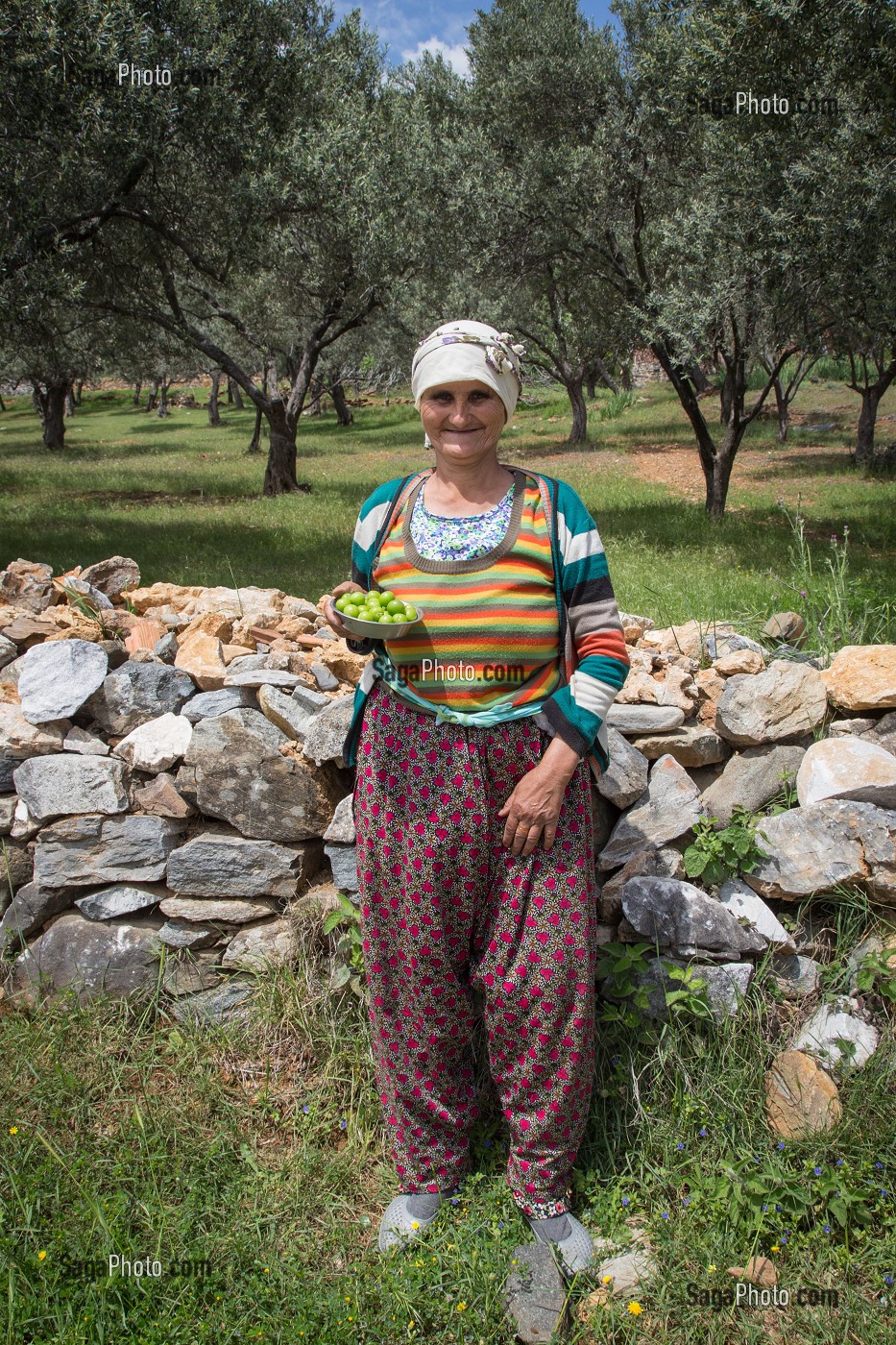 VIEILLE FEMME VENDEUSE DE PRUNES DEVANT UN MURET EN PIERRE ET UN CHAMP D'OLIVIERS, ZEYTINLI PRES EDREMIT, RIVIERA DES OLIVIERS, NORD D’IZMIR, TURQUIE 