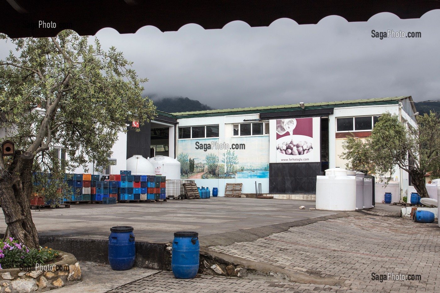 USINE DE PRODUCTION D'HUILE D'OLIVE A ZEYTINLI (VEUT DIRE OLIVIER EN TURC), RIVIERA DES OLIVIERS, NORD D’IZMIR, TURQUIE 