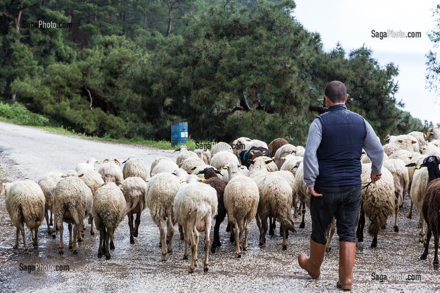 BERGER ET SES MOUTONS, VILLAGE D'ADATEPE AU PIED DU MONT IDA DOMINANT LA COTE DE LA MER EGEE, REGION D'EDREMIT, RIVIERA DES OLIVIERS, NORD D’IZMIR, TURQUIE 
