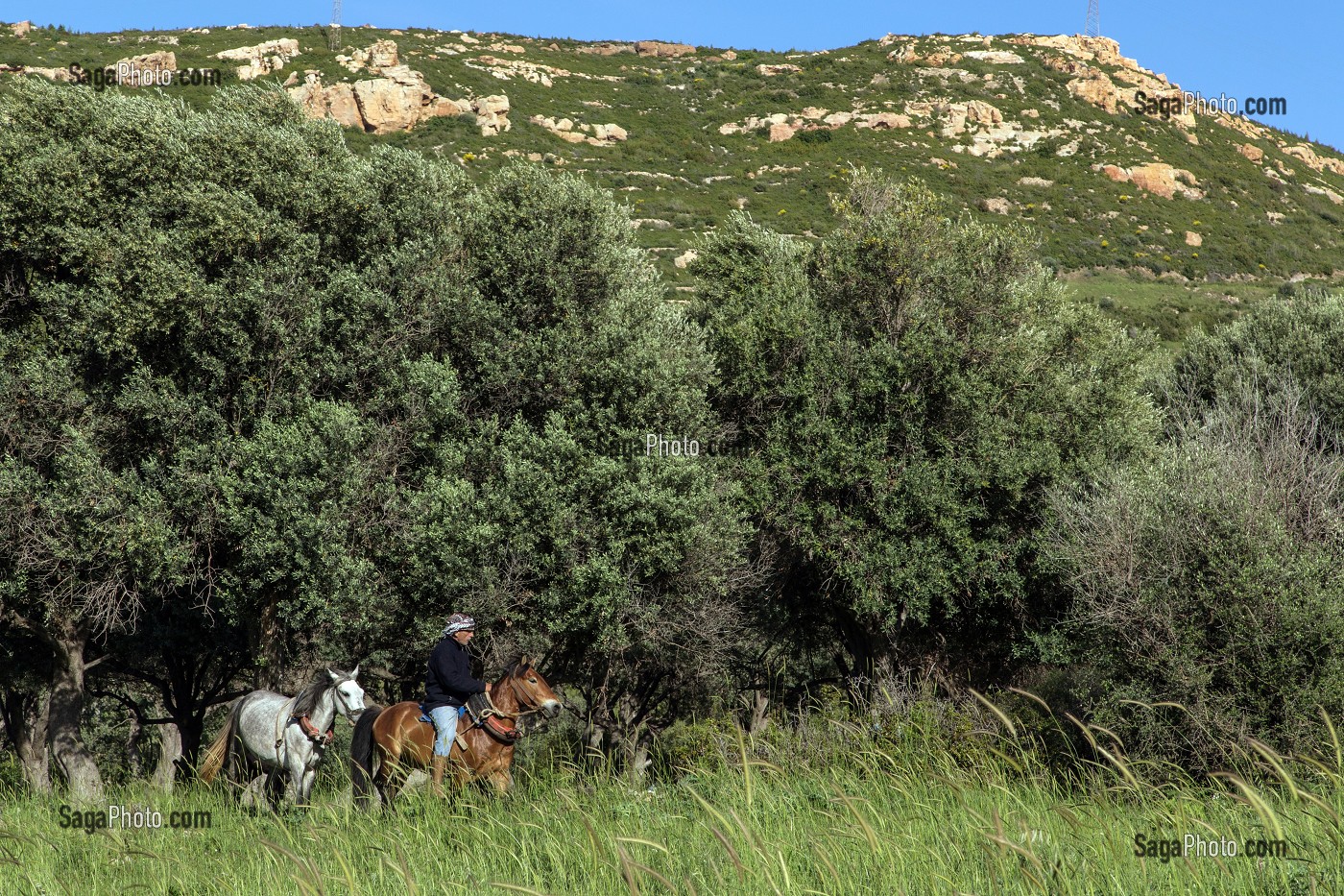 CAVALIER AVEC SES CHEVAUX DEVANT DES EOLIENNES, A FLANC DE MONTAGNE, REGION DE FOCA, RIVIERA DES OLIVIERS, NORD D’IZMIR, TURQUIE 