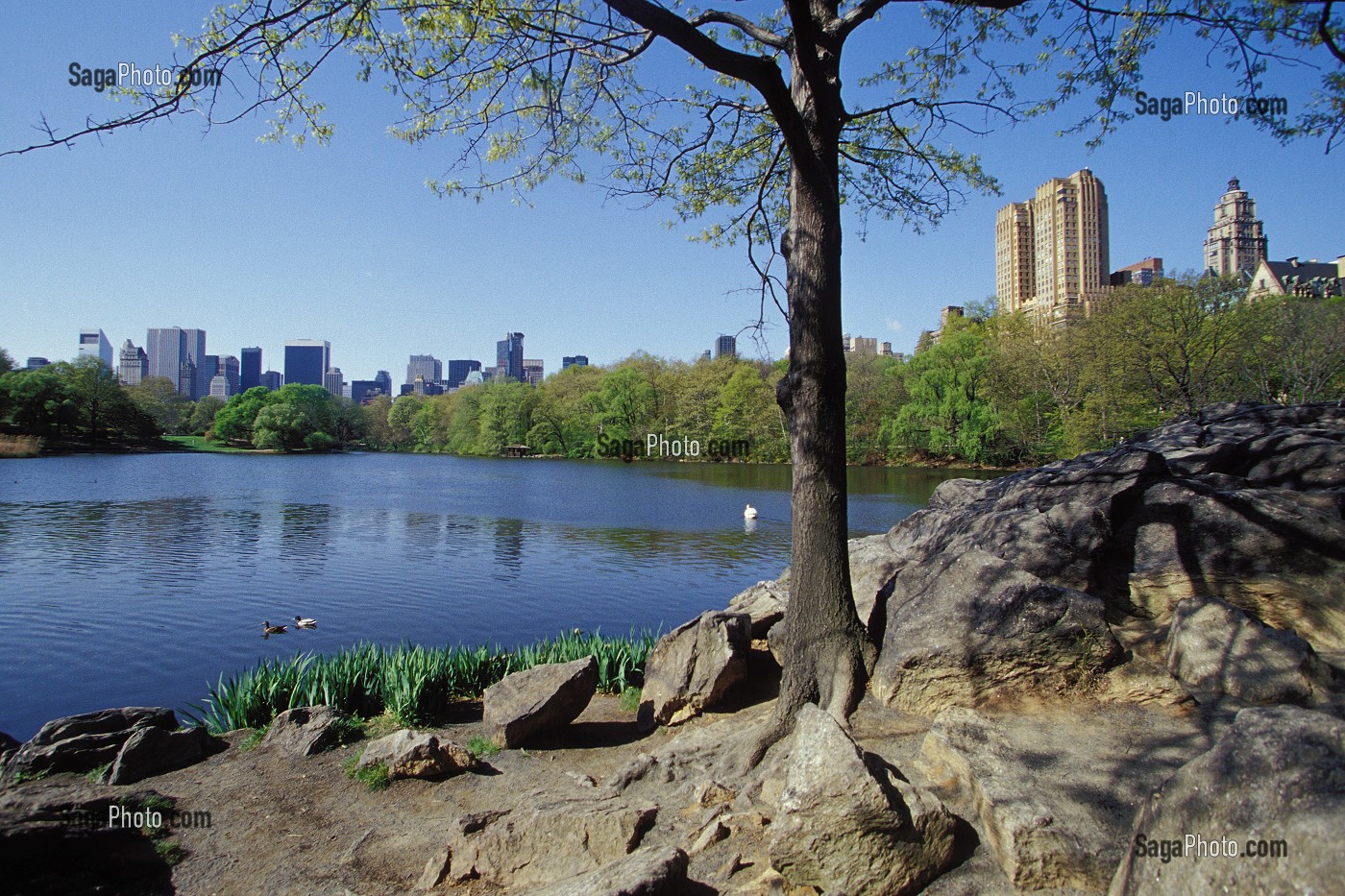 LES BORDS DU LAC, CENTRAL PARK, MANHATTAN, NEW YORK, USA 